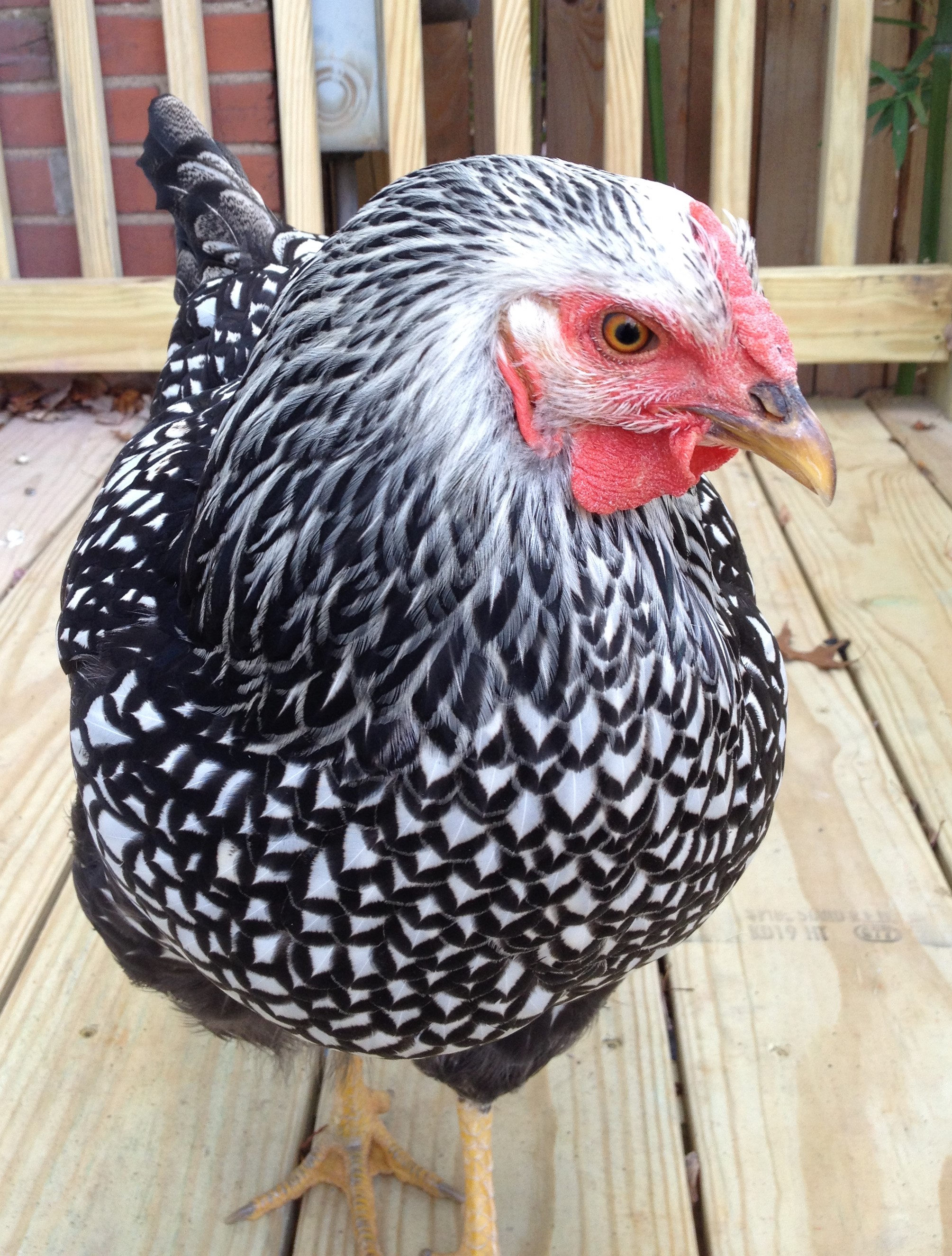 Silver Bullet, the silver laced wyandotte, RIP