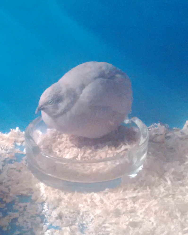 Silver Button Quail Hen