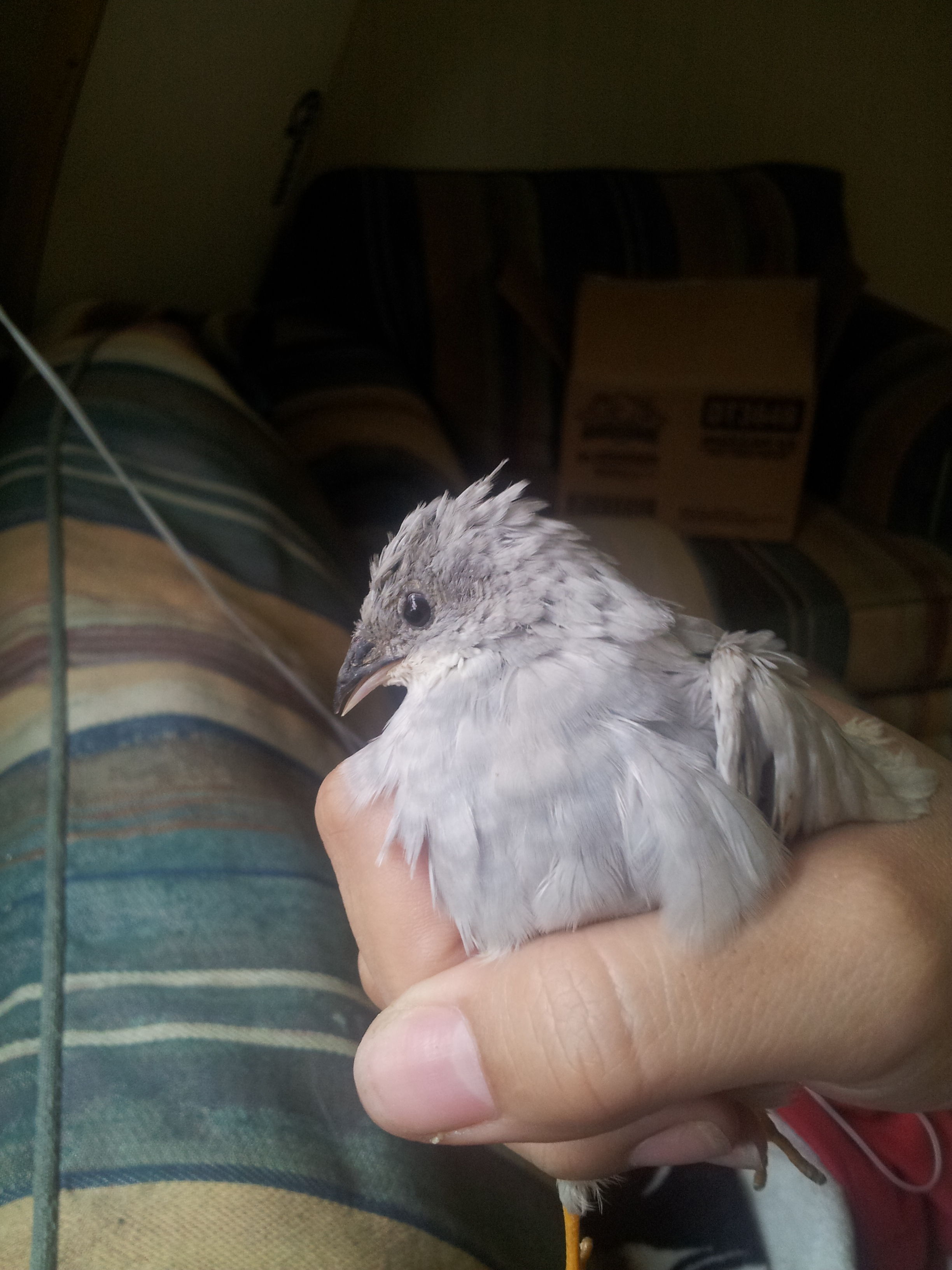 Silver button quail
