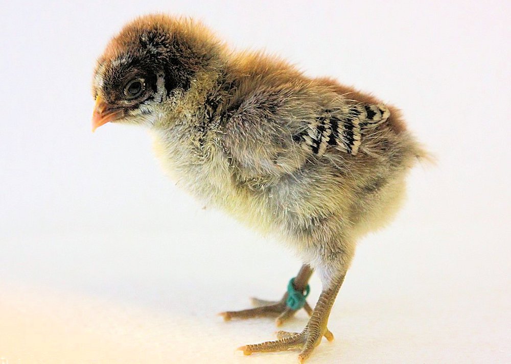 Silver Chick 1 week old