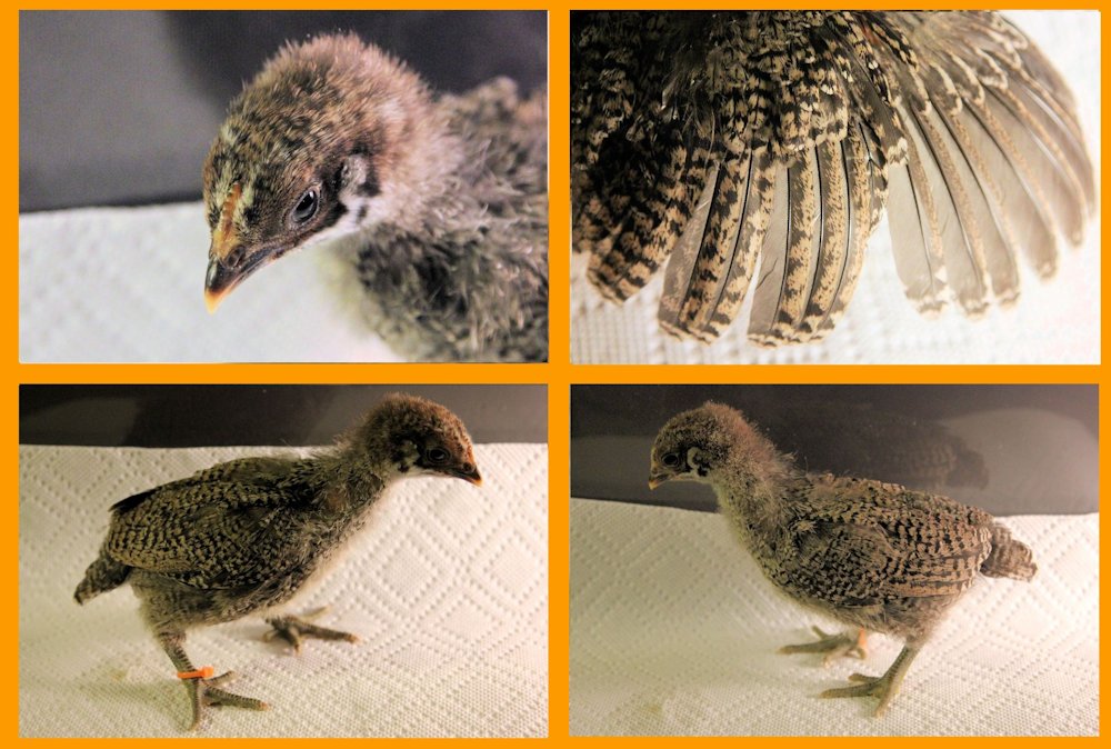 Silver chick 3 weeks old