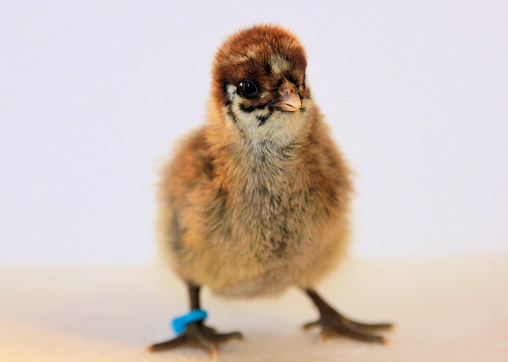 Silver chick, few days old