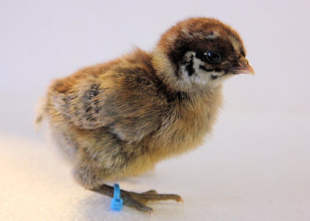 Silver chick, few days old