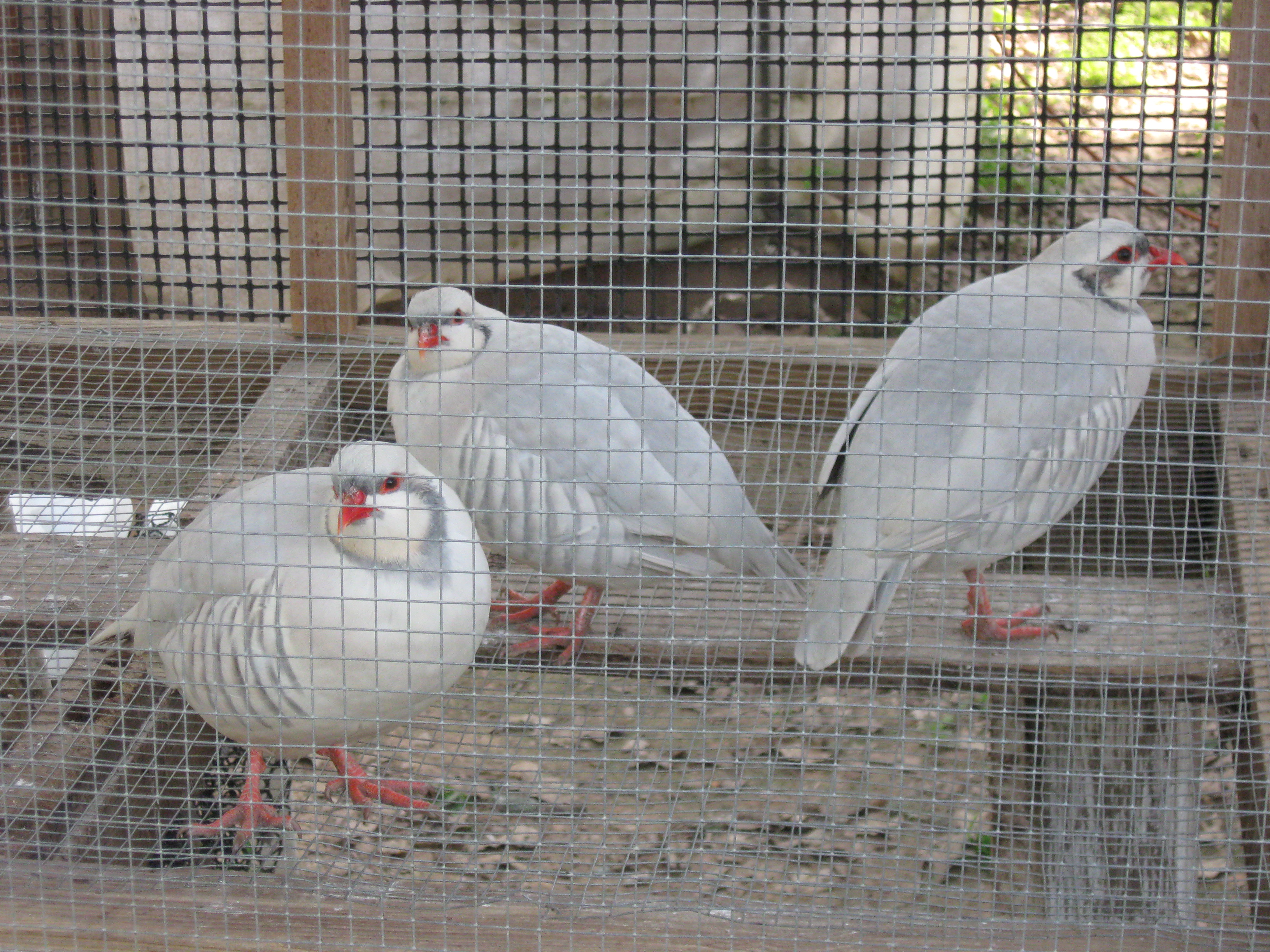 Silver Chukars