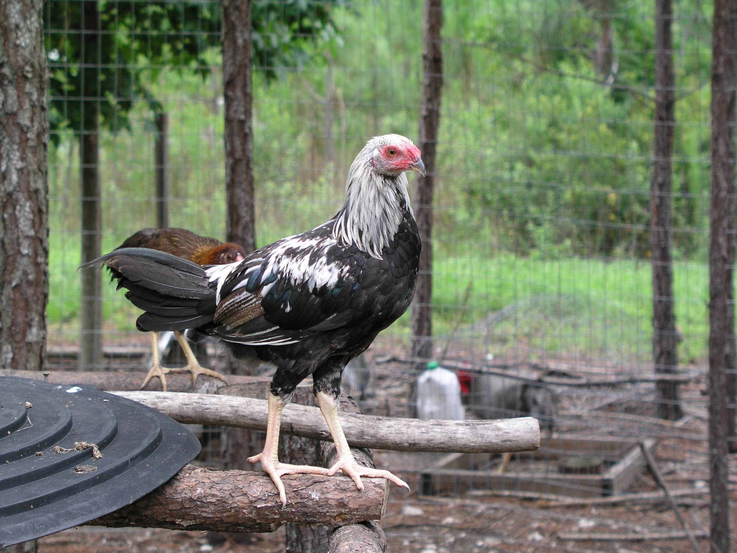 silver cockerel