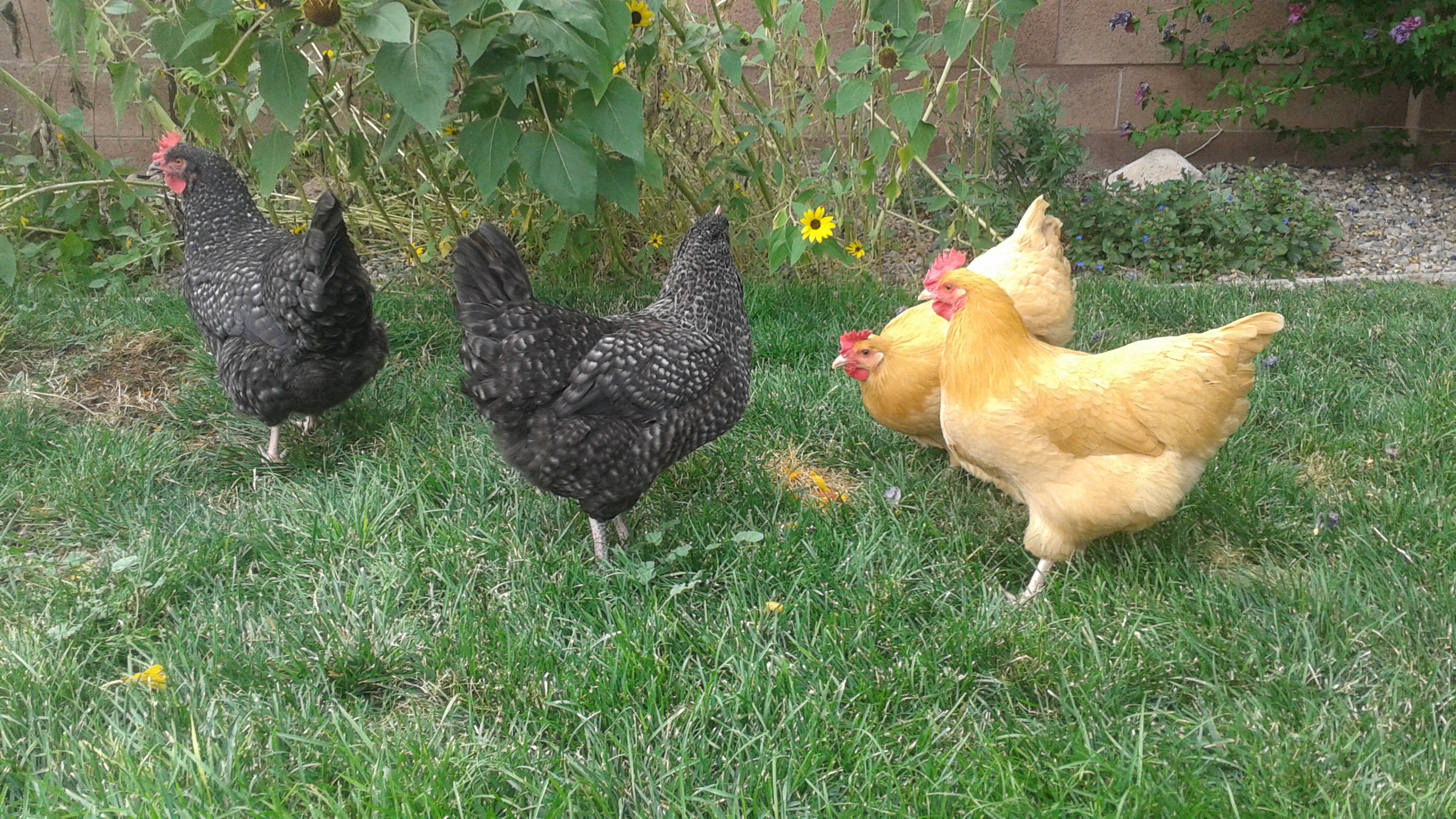 Silver Cuckoo Marans 
Buff Orpingtons