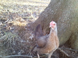 Silver Duckwing named Blindie