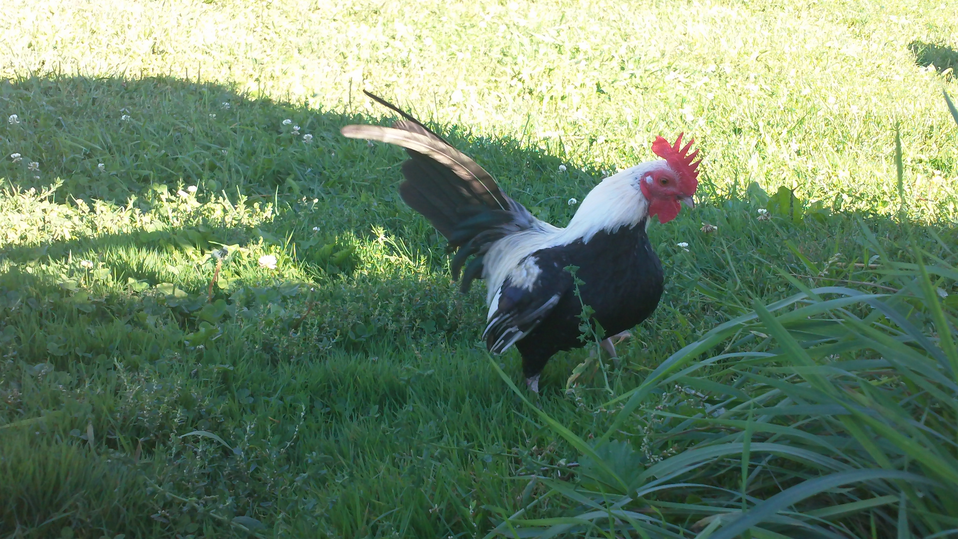 Silver Duckwing Old English Game Bantam Cockerle