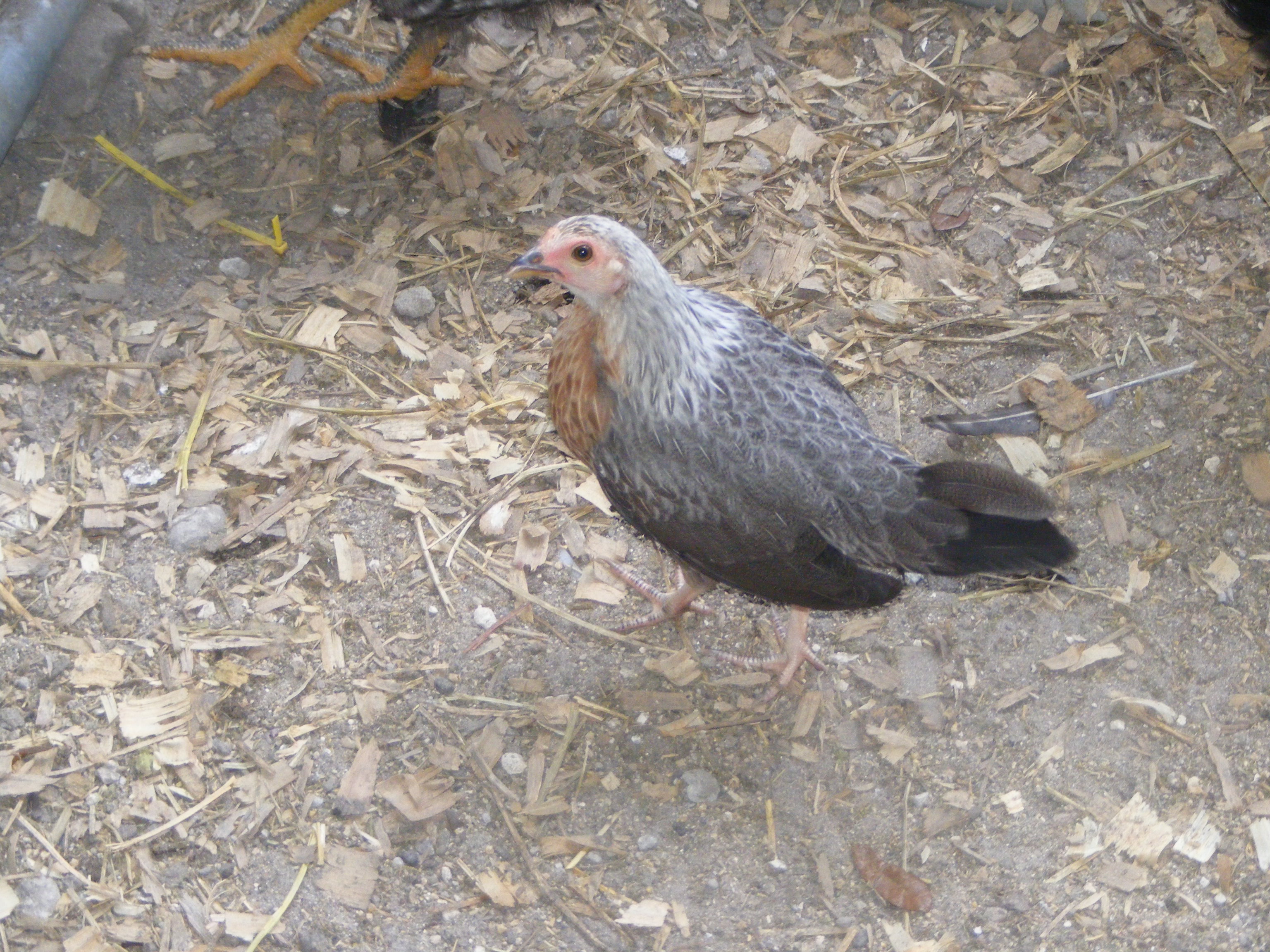 silver duckwing old english