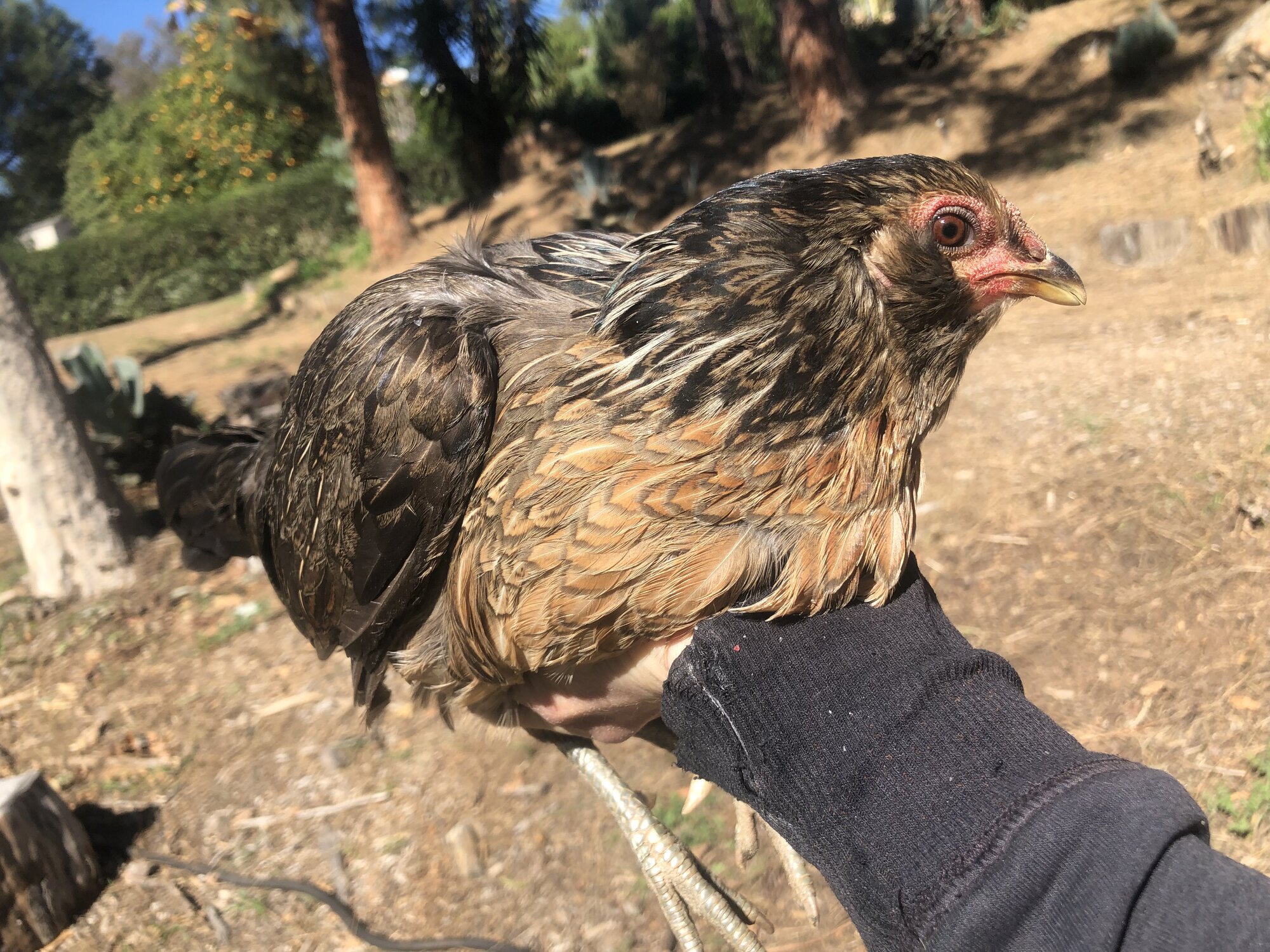 Silver Duckwing Ponape Hen