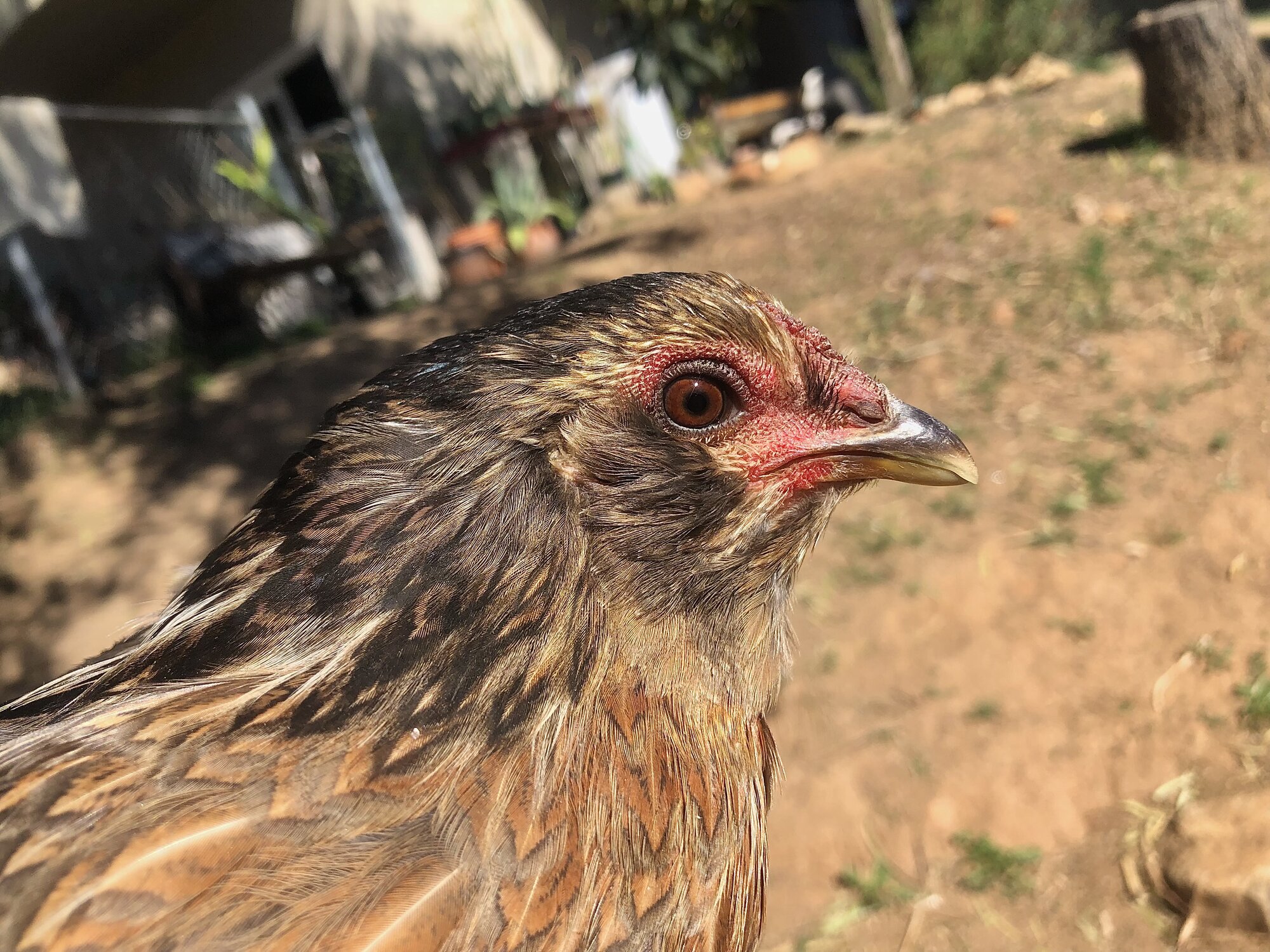 Silver Duckwing Ponape Hen