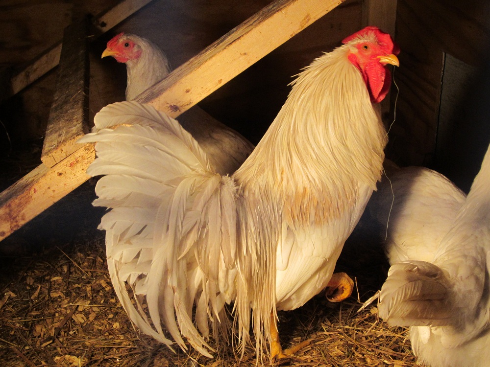 Silver Dun Genetic Hackle Rooster