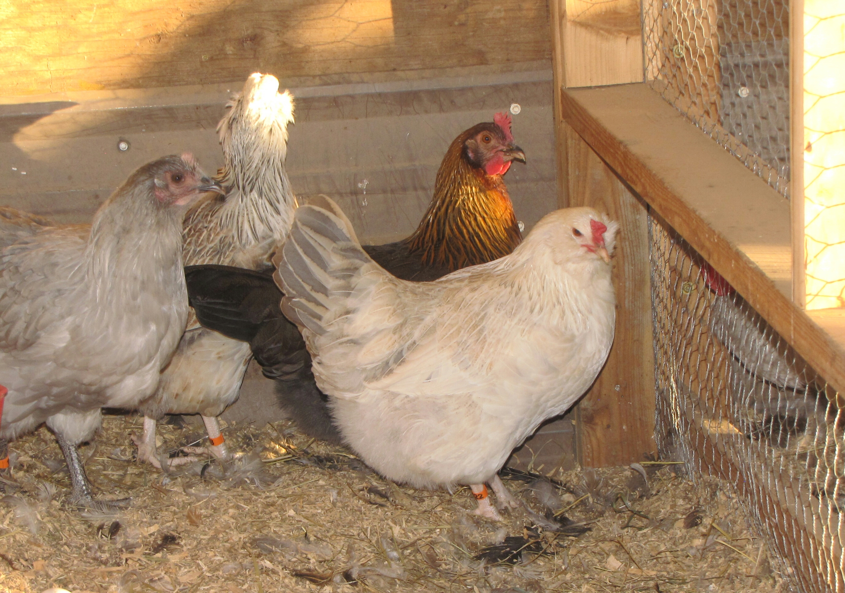 Silver Gray Dorking/Am (front)
Red Dorking (back)
Lavendar Orp (Left)