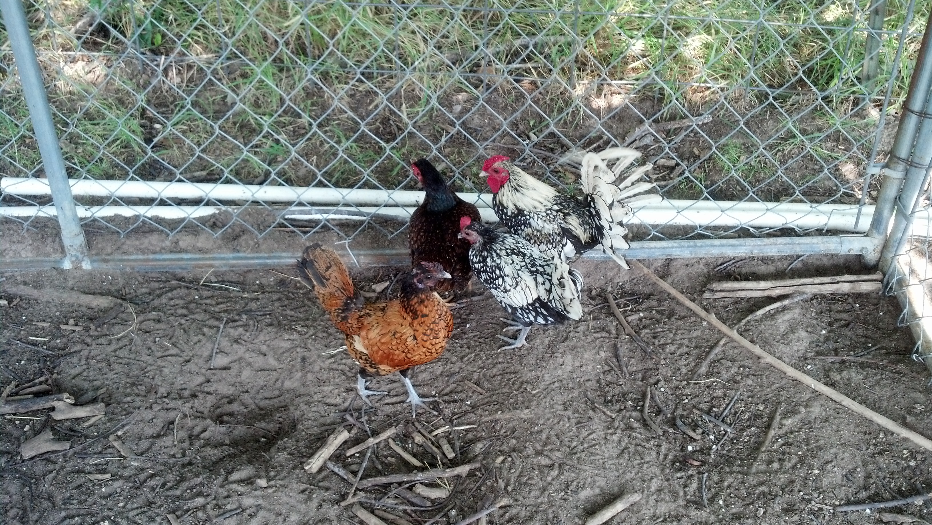 silver lace bannie rooster and hen, and two bannine hens dont know what kind