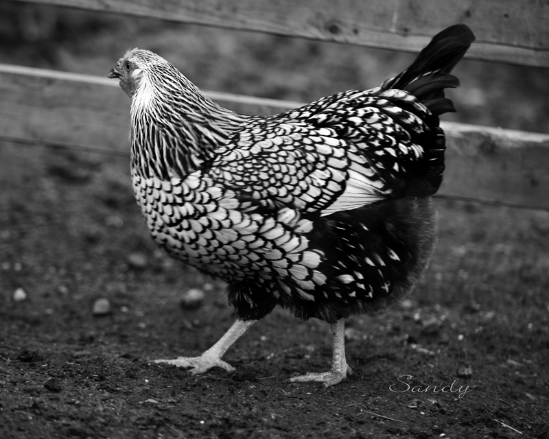 Silver Lace Wyandotte