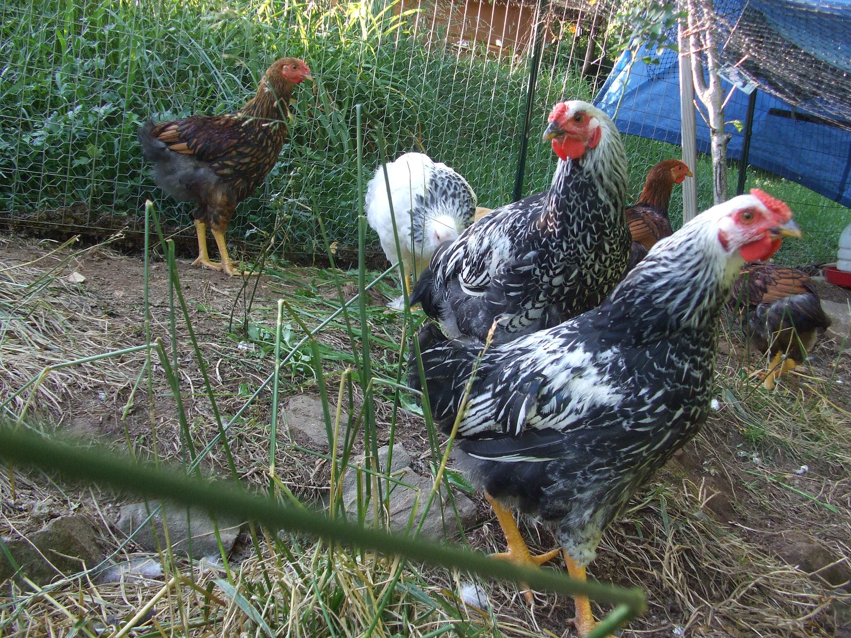 Silver Laced and Golden Laced Wyndottes-3 months old