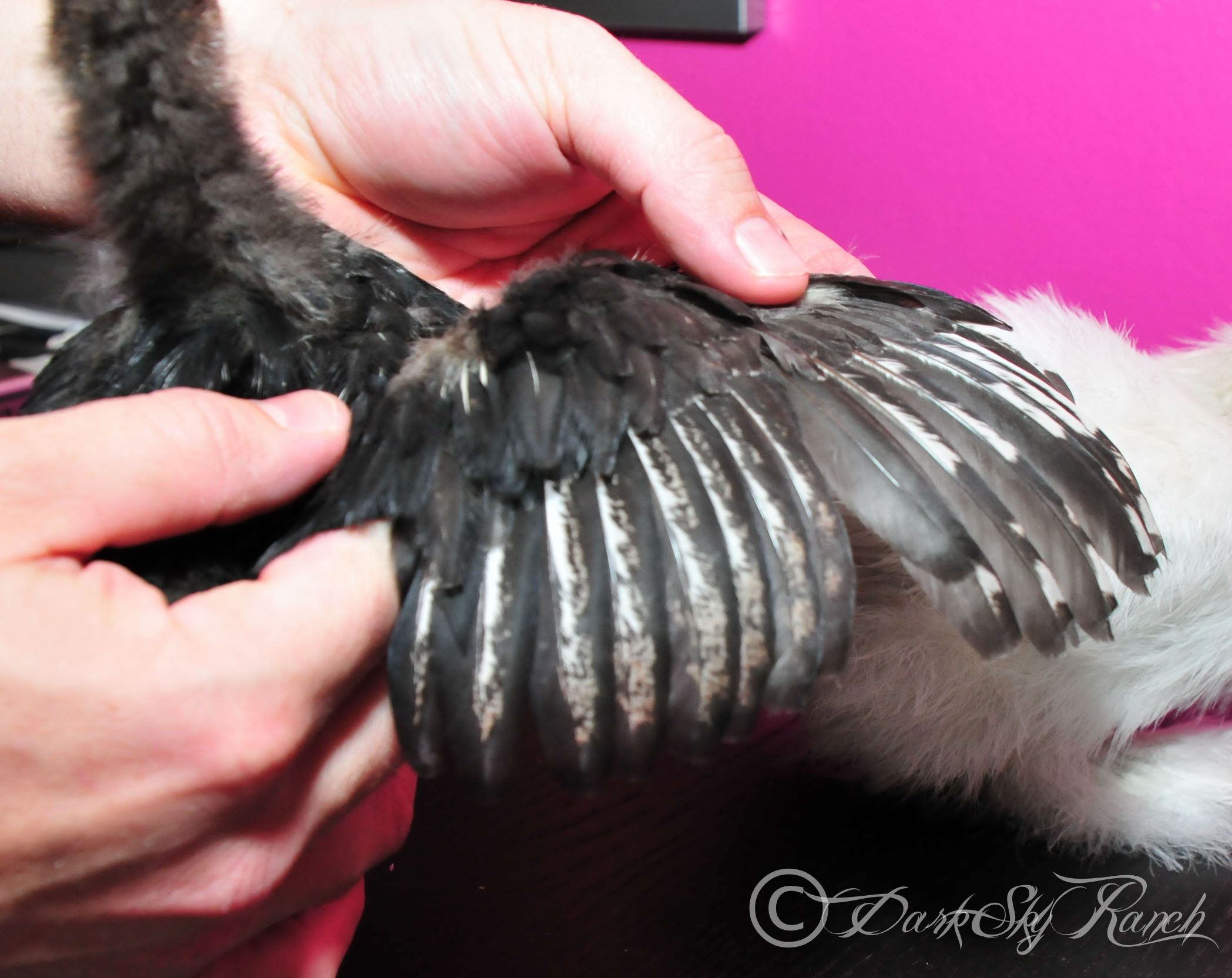 Silver laced cochin?? 3.5 weeks from Ideal