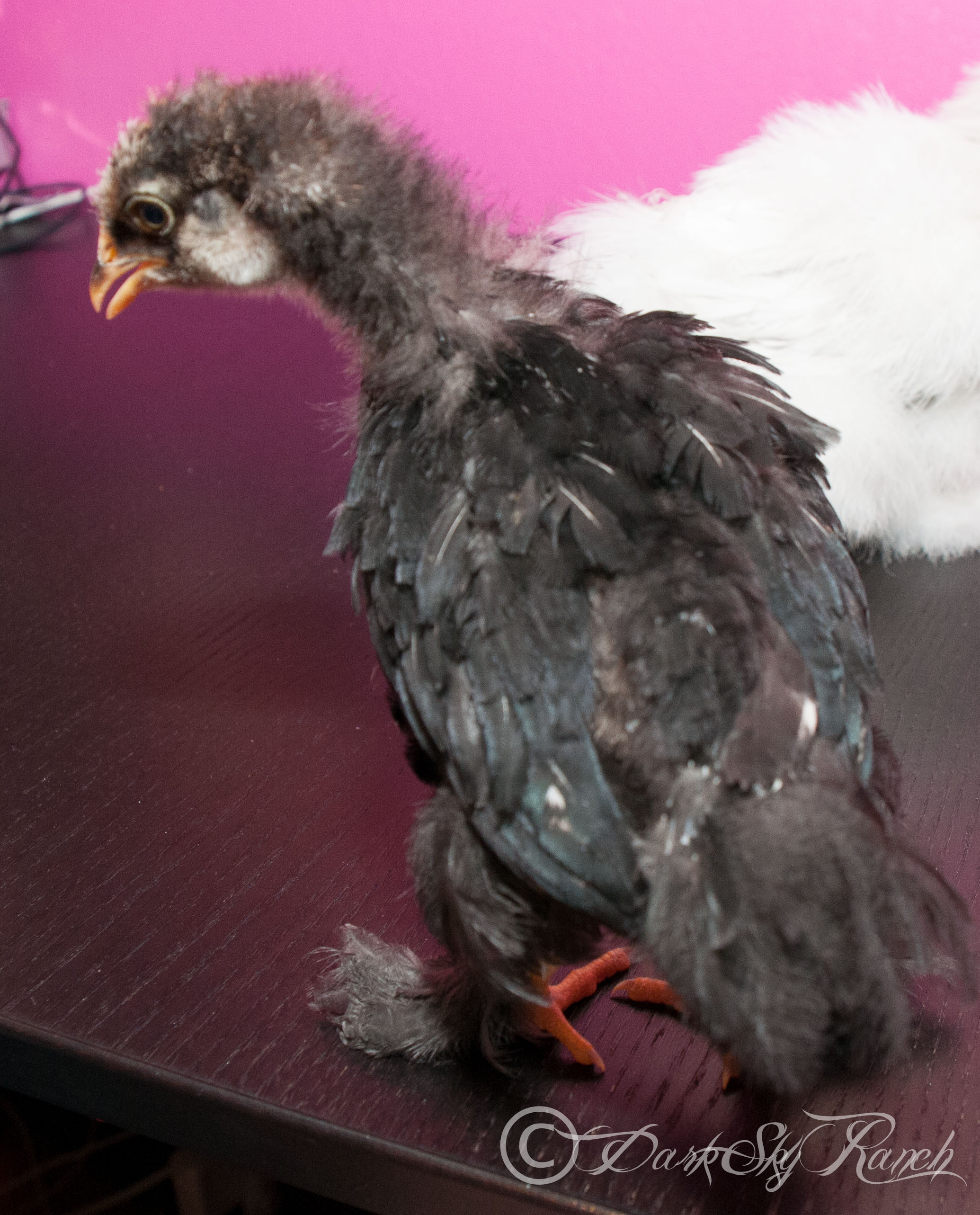 Silver laced cochin?? 3.5 weeks from Ideal