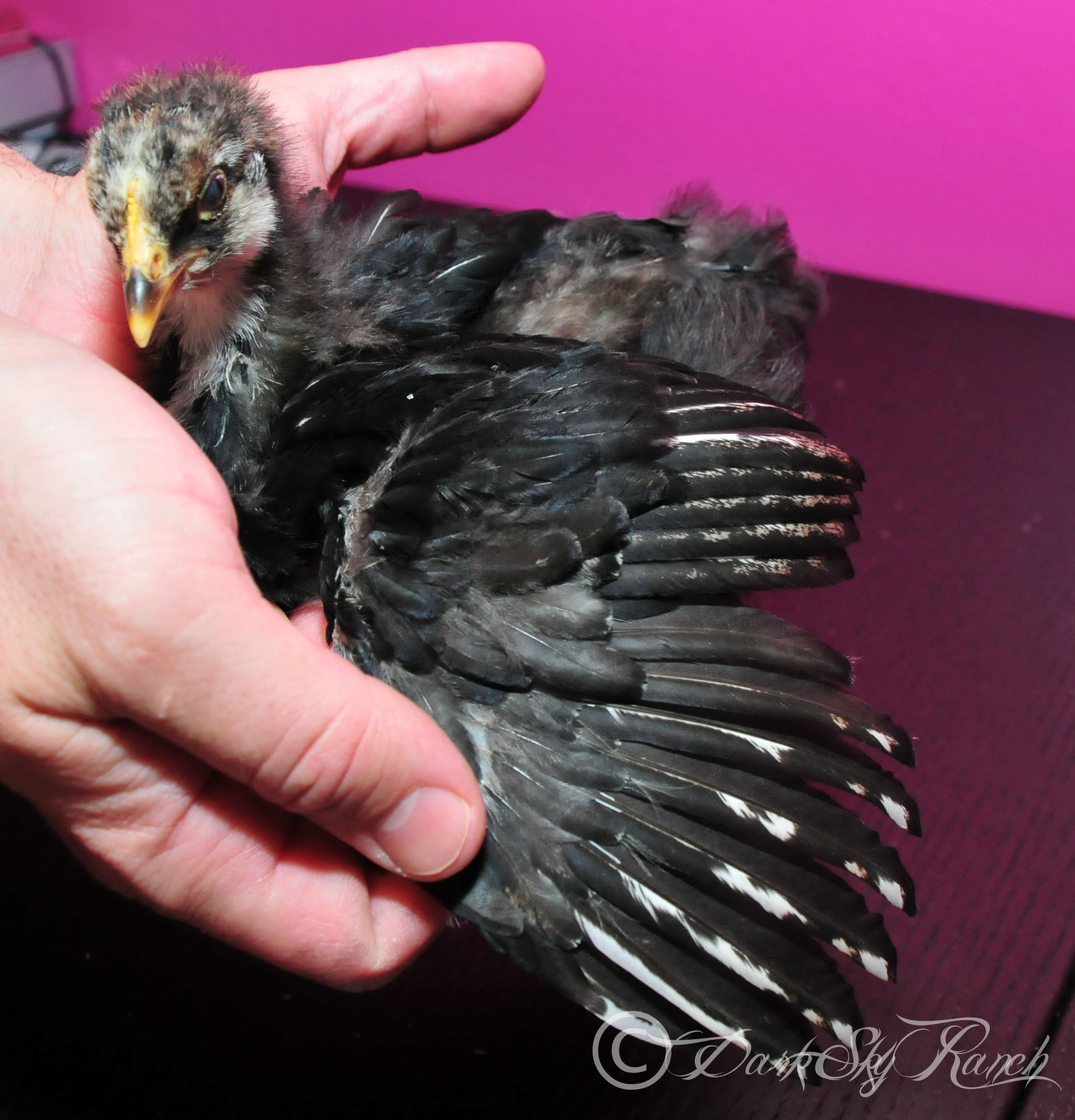 Silver laced cochin?? 3.5 weeks from Ideal