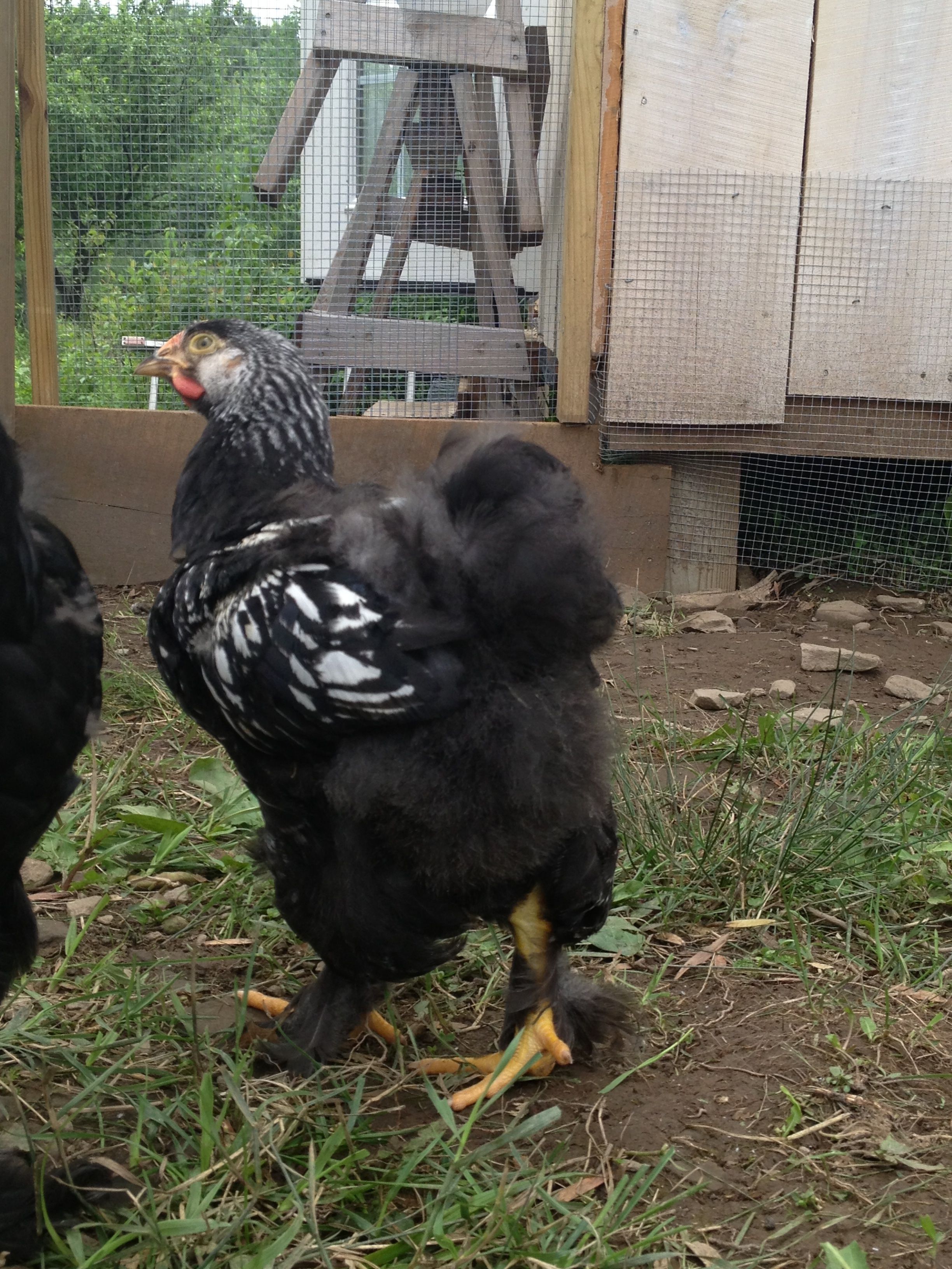 Silver Laced Cochin Cockere? - Rex