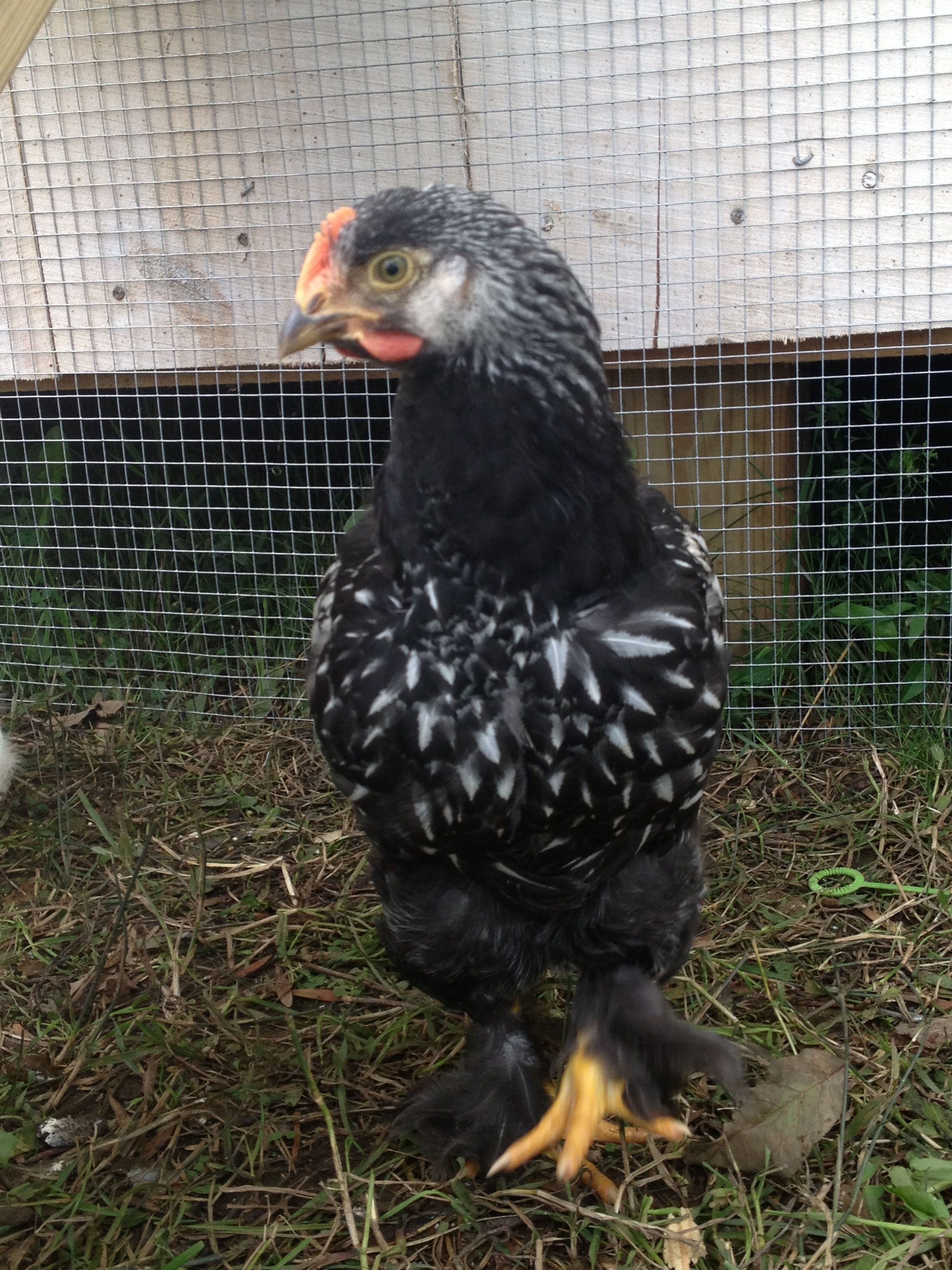 Silver Laced Cochin Cockere? - Rex