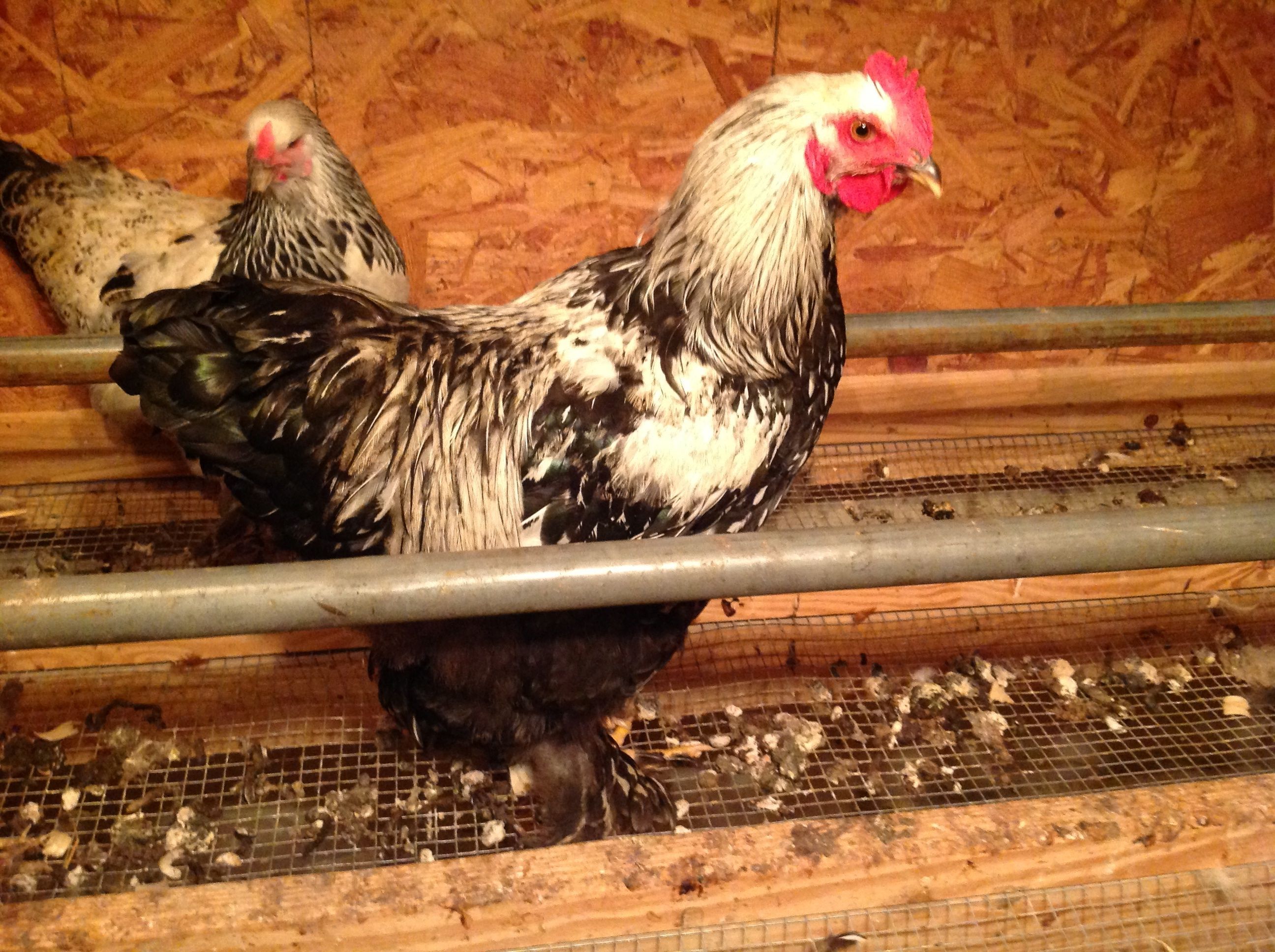 Silver Laced Cochin Rooster. We call him George Washington because of the way he slowly struts around the yard bothering no one.