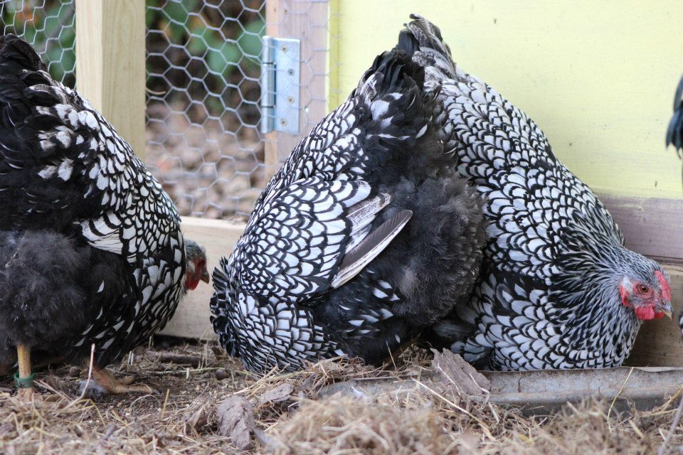 Silver laced flock #2