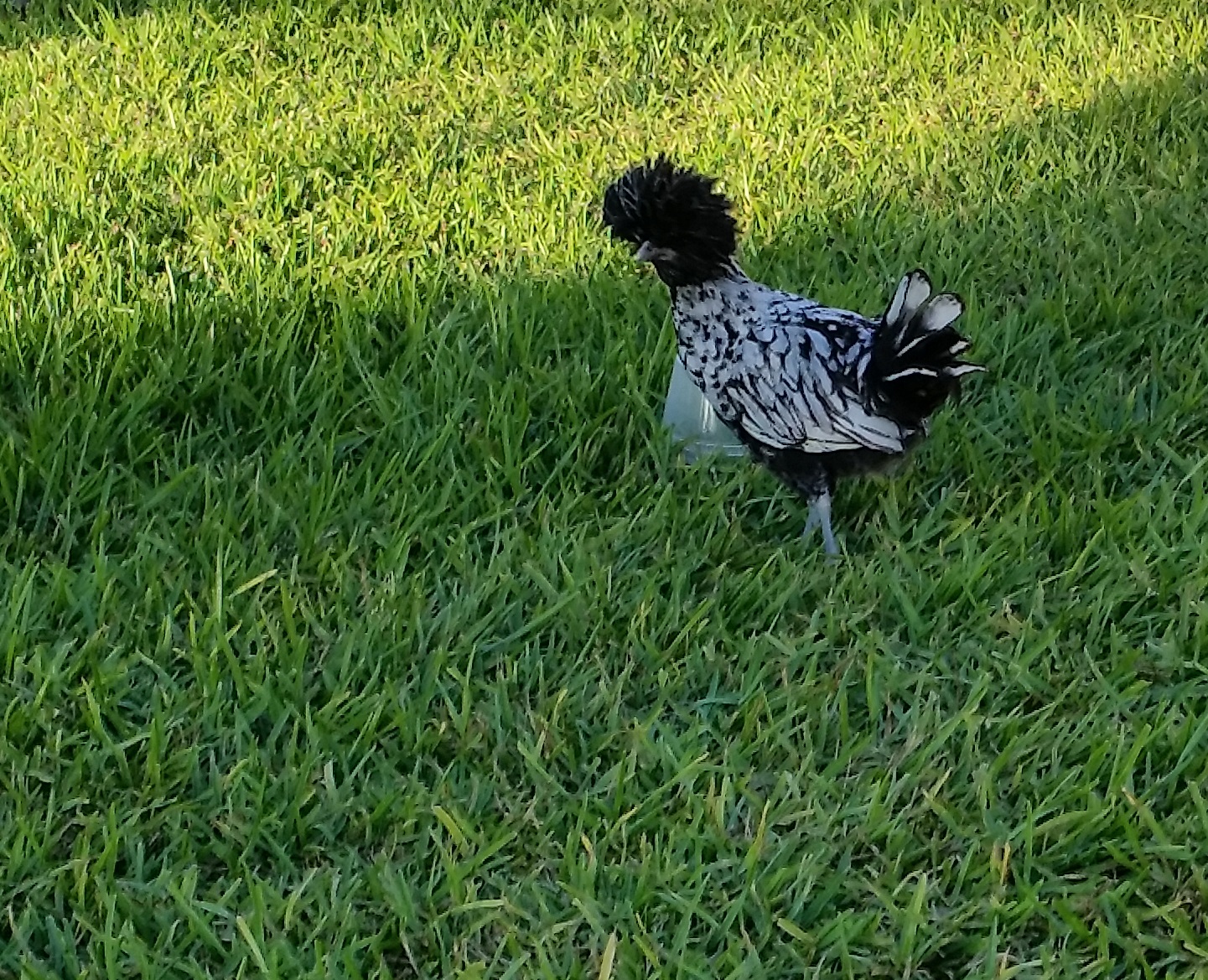 Silver Laced Polish 14 weeks
