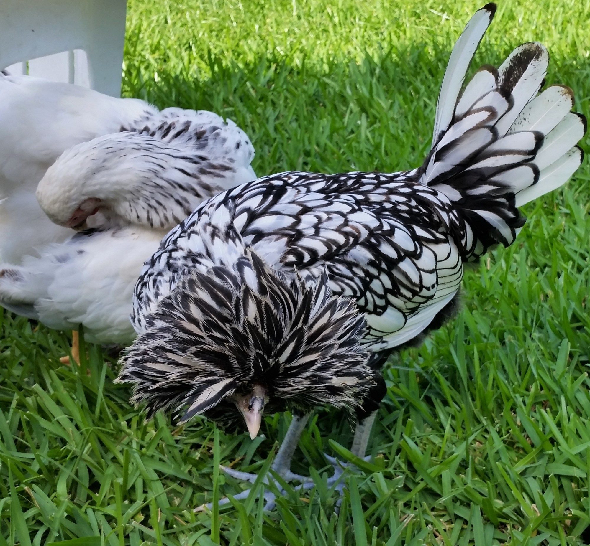 Silver Laced Polish 22 weeks