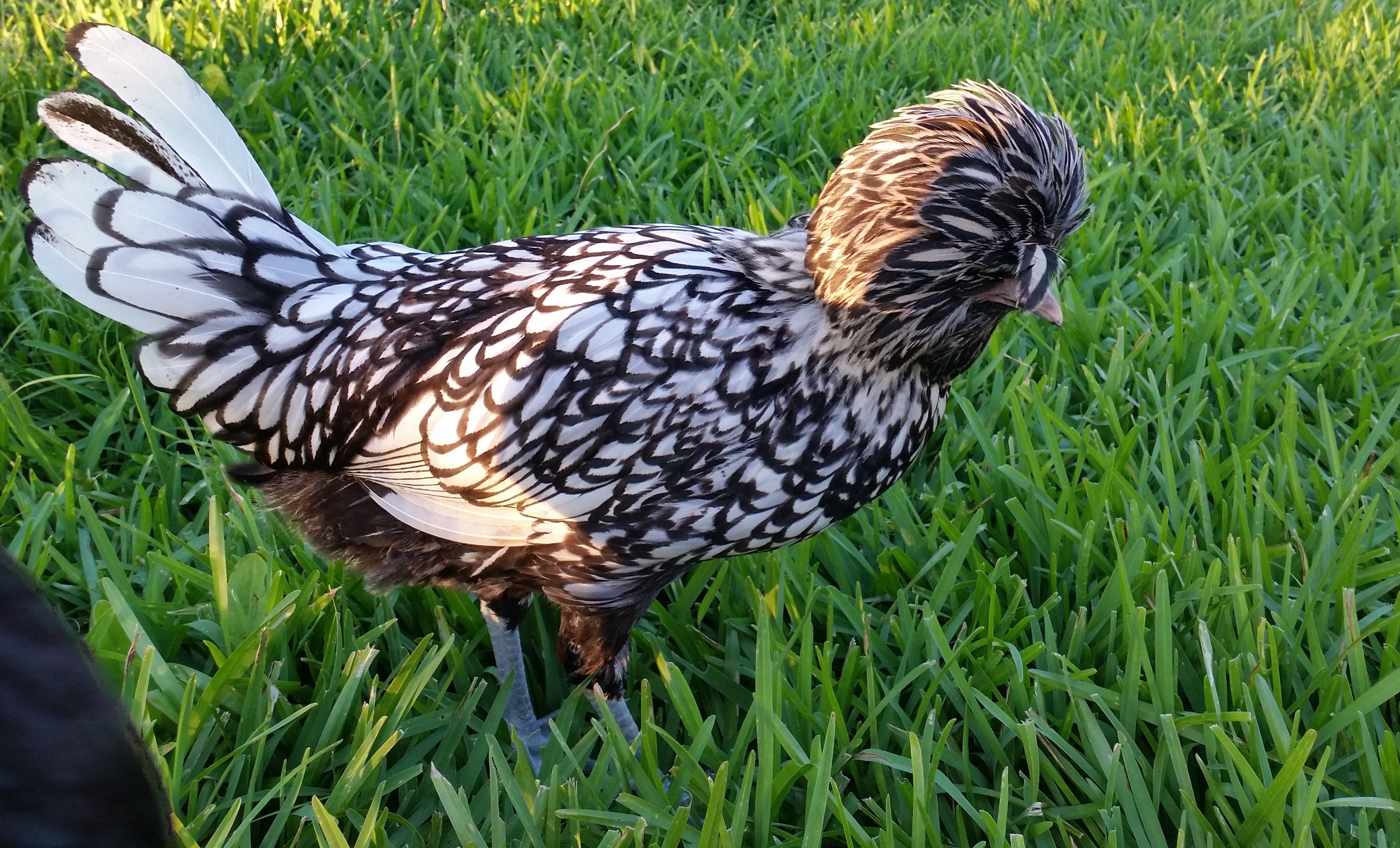 Silver Laced Polish 23 weeks