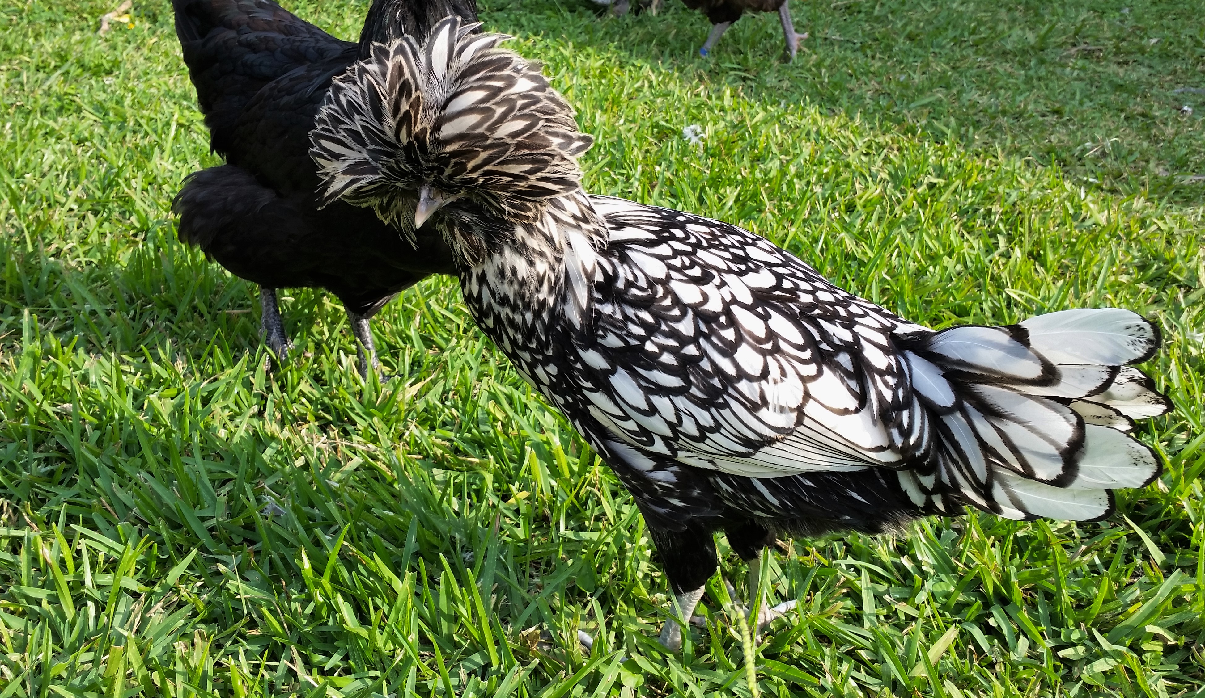 Silver Laced Polish 25 1/2 weeks