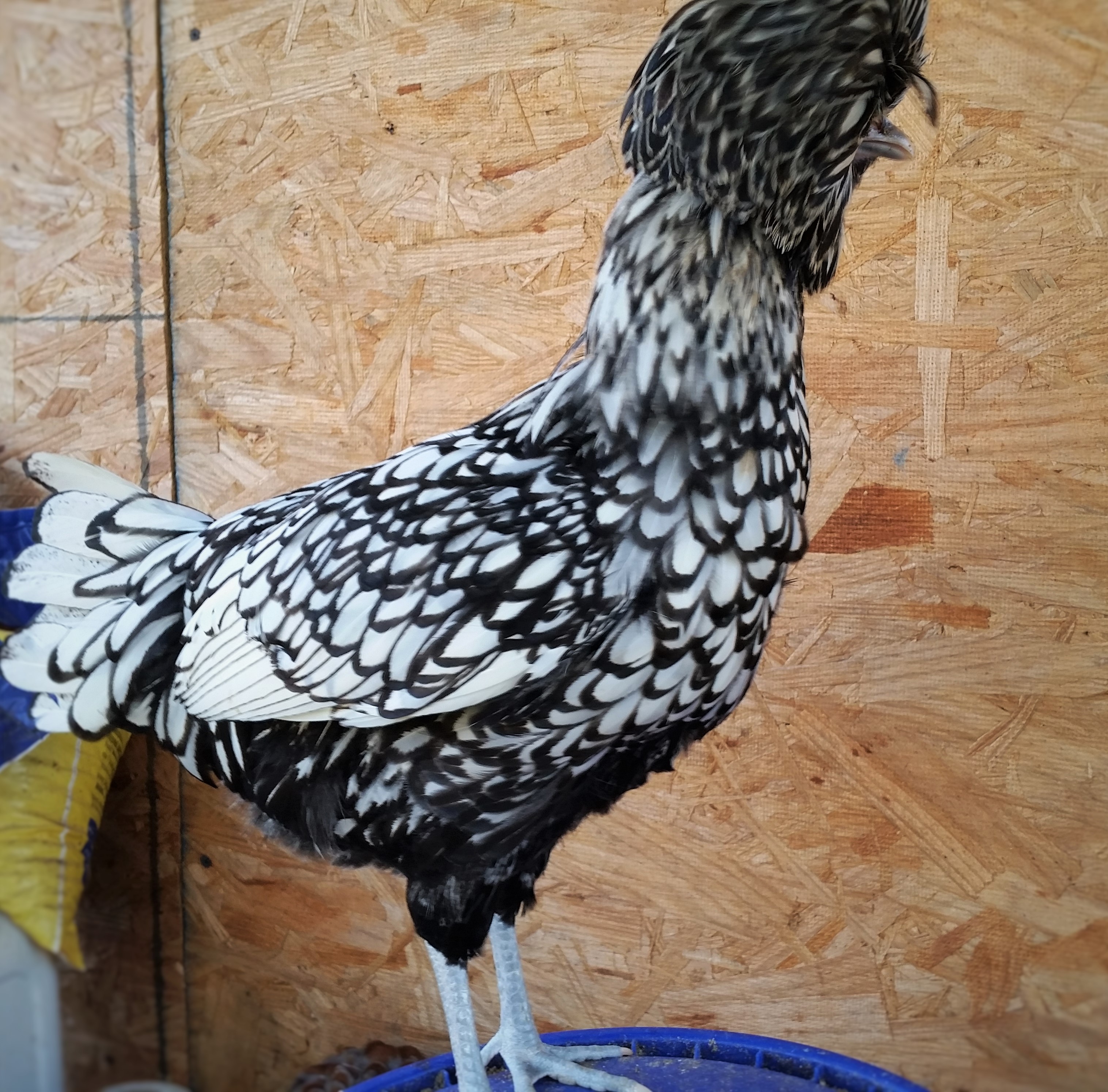 Silver Laced Polish 26 weeks