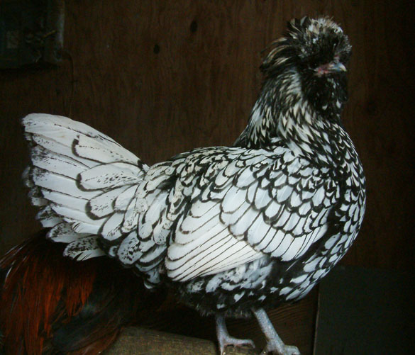 Silver Laced Polish hen - 3 yrs old, crest trimmed way back
