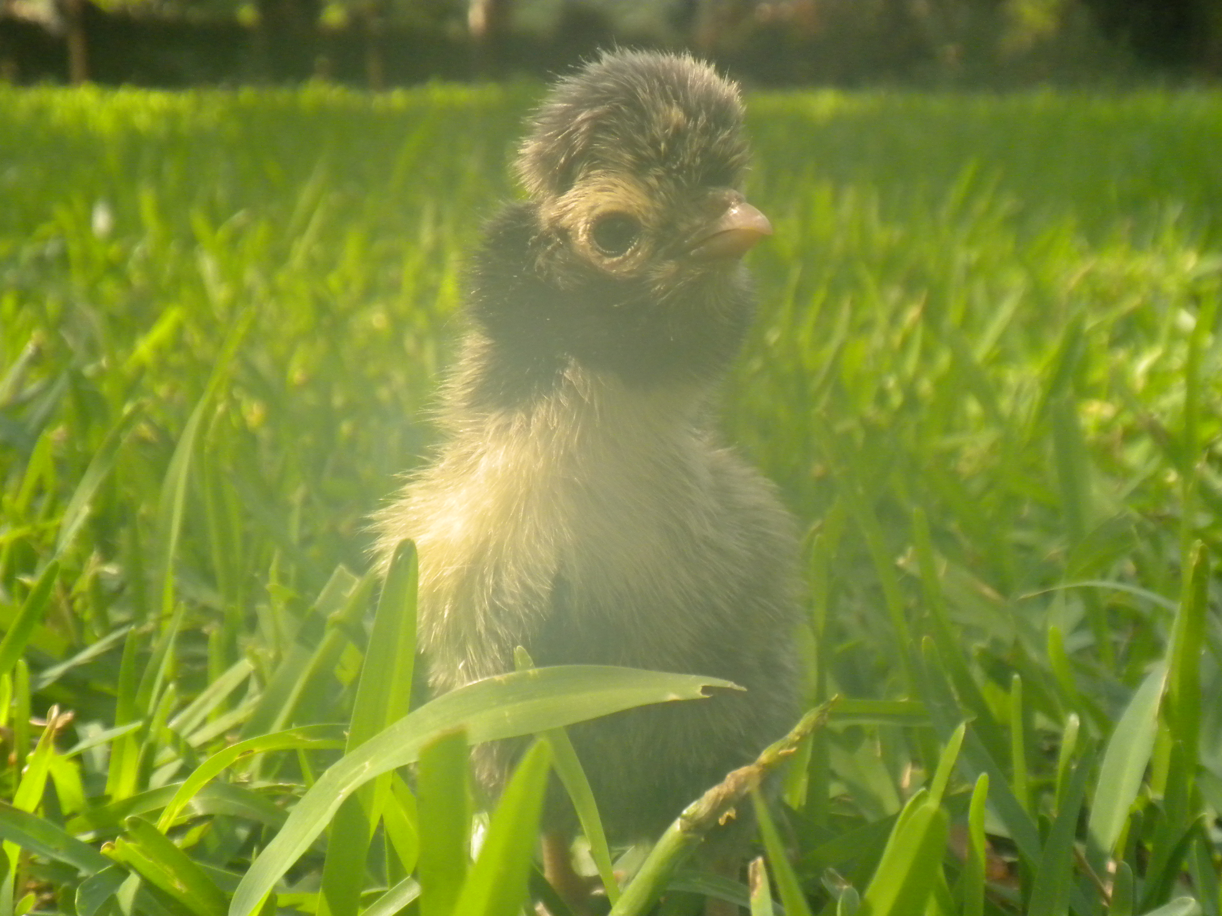 Silver Laced Polish (personal flock)