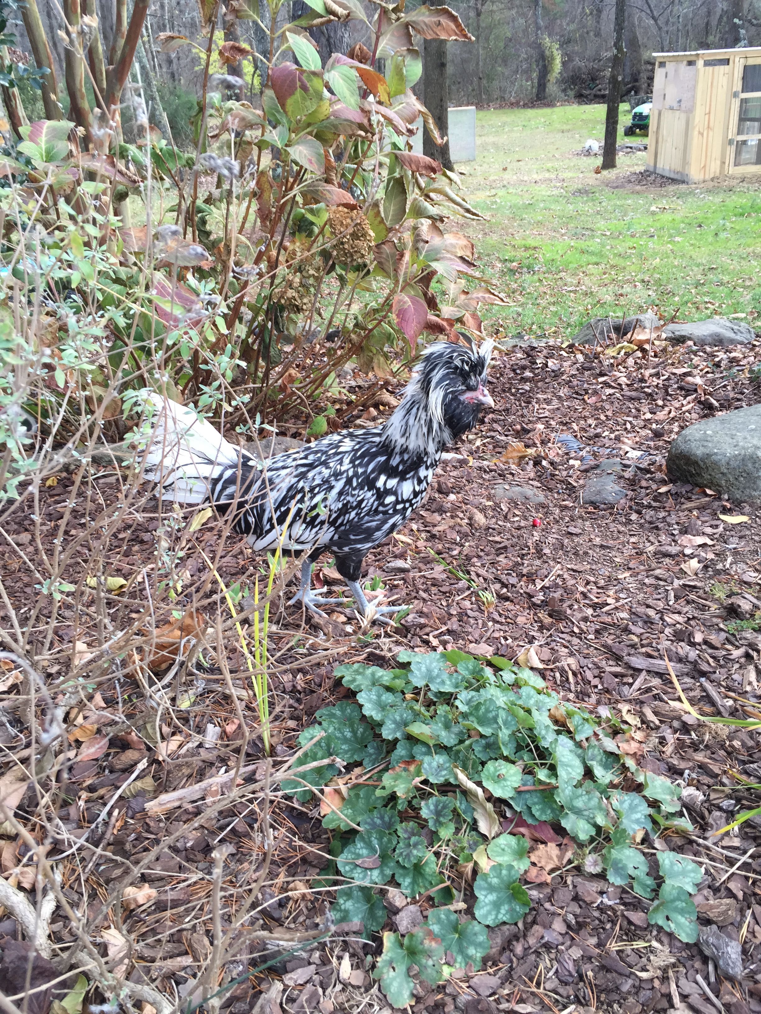 Silver Laced Polish -Possibly Cockerel 16 weeks  "Angus"