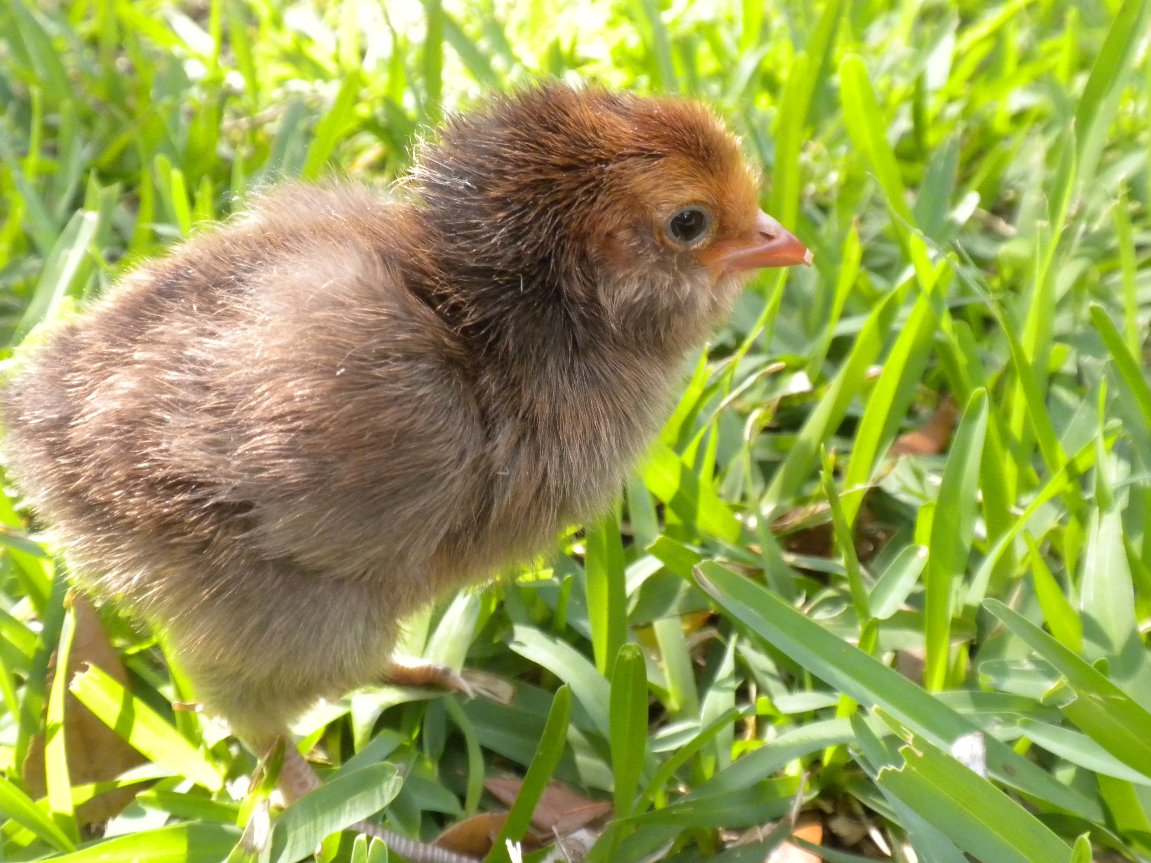 Silver Laced Polish Roo over EE hen (personal flock)