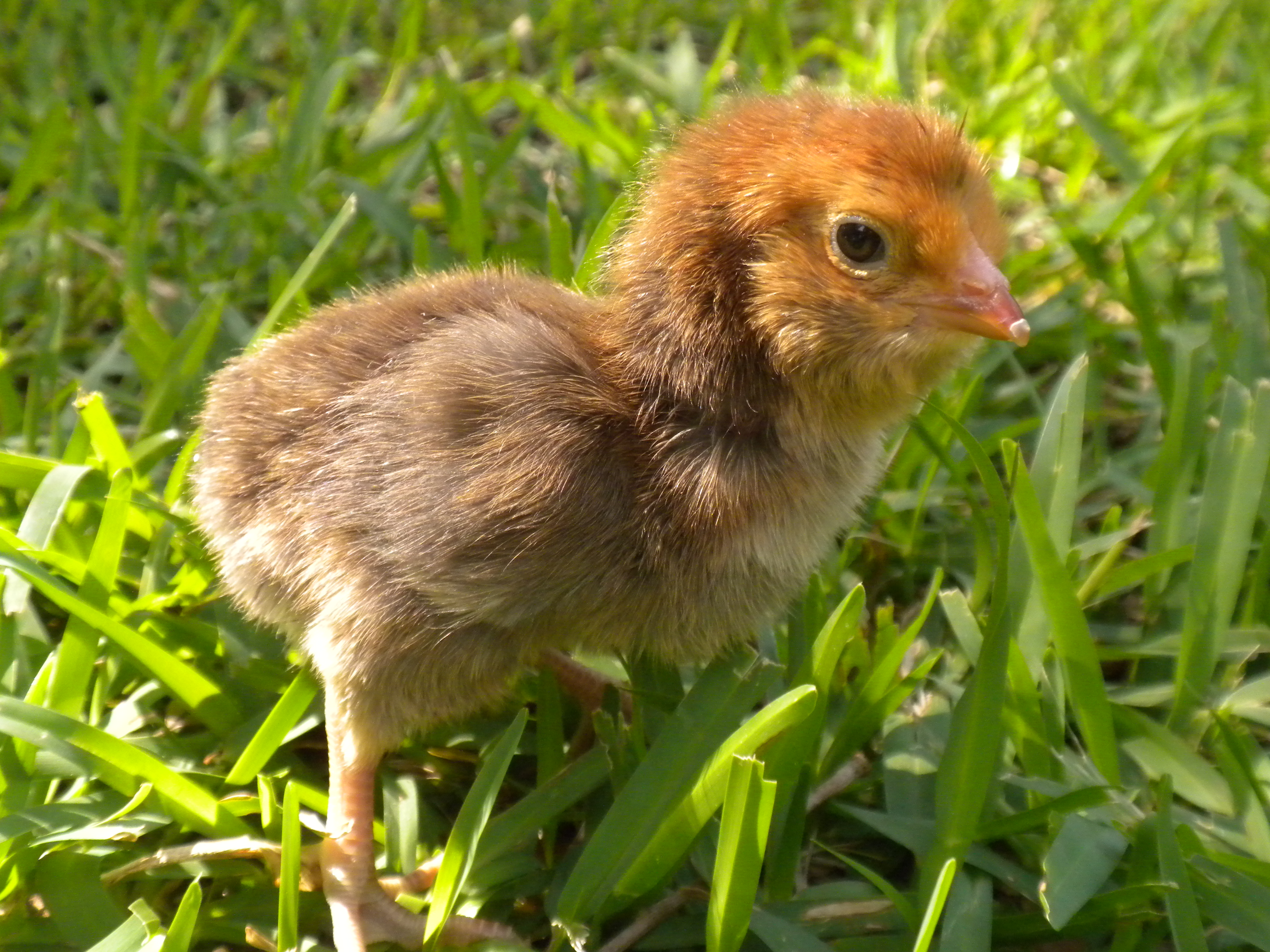 Silver Laced Polish Roo over EE Hen (personal flock)