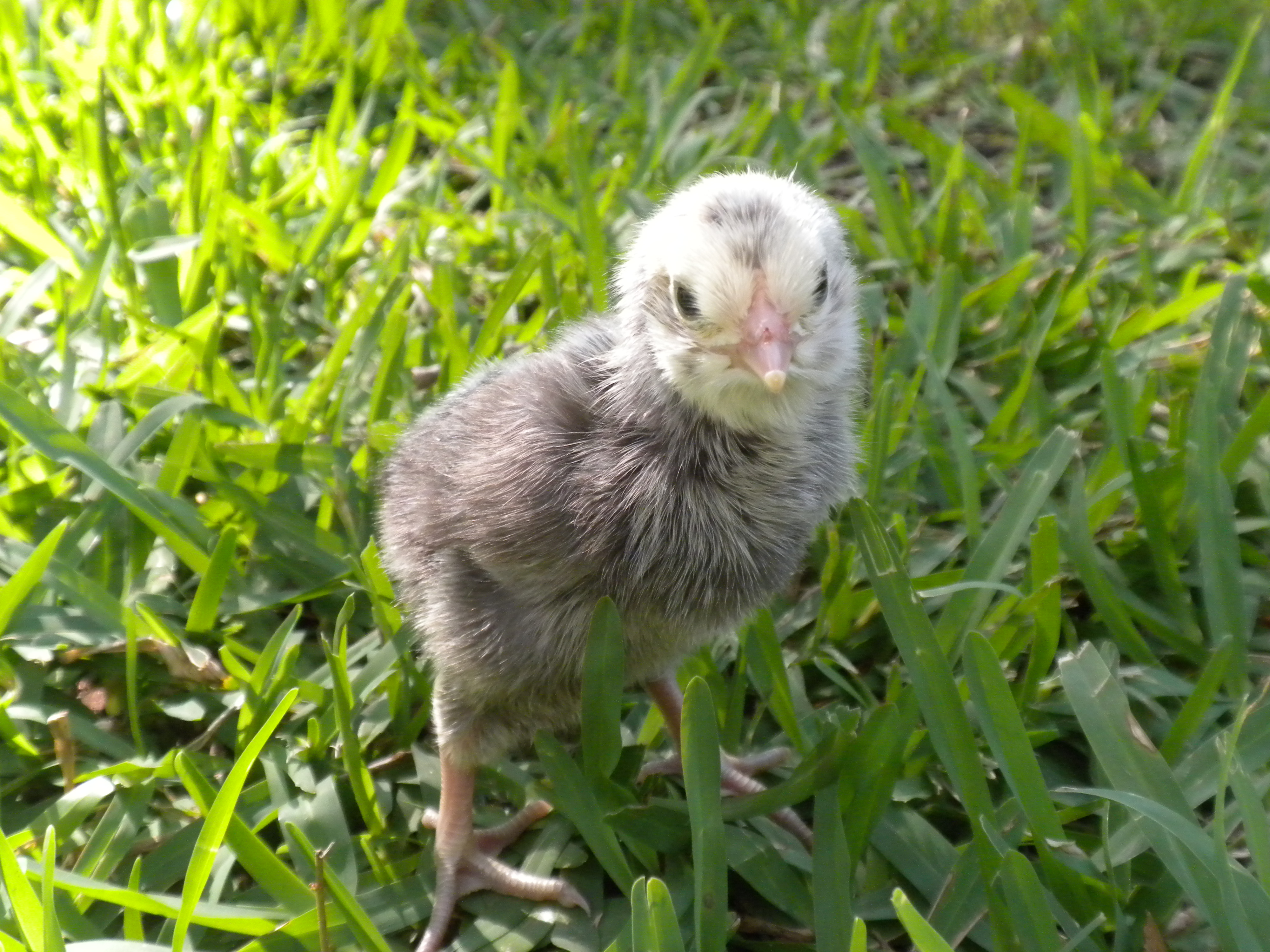Silver Laced Polish Roo over EE Hen (personal flock)