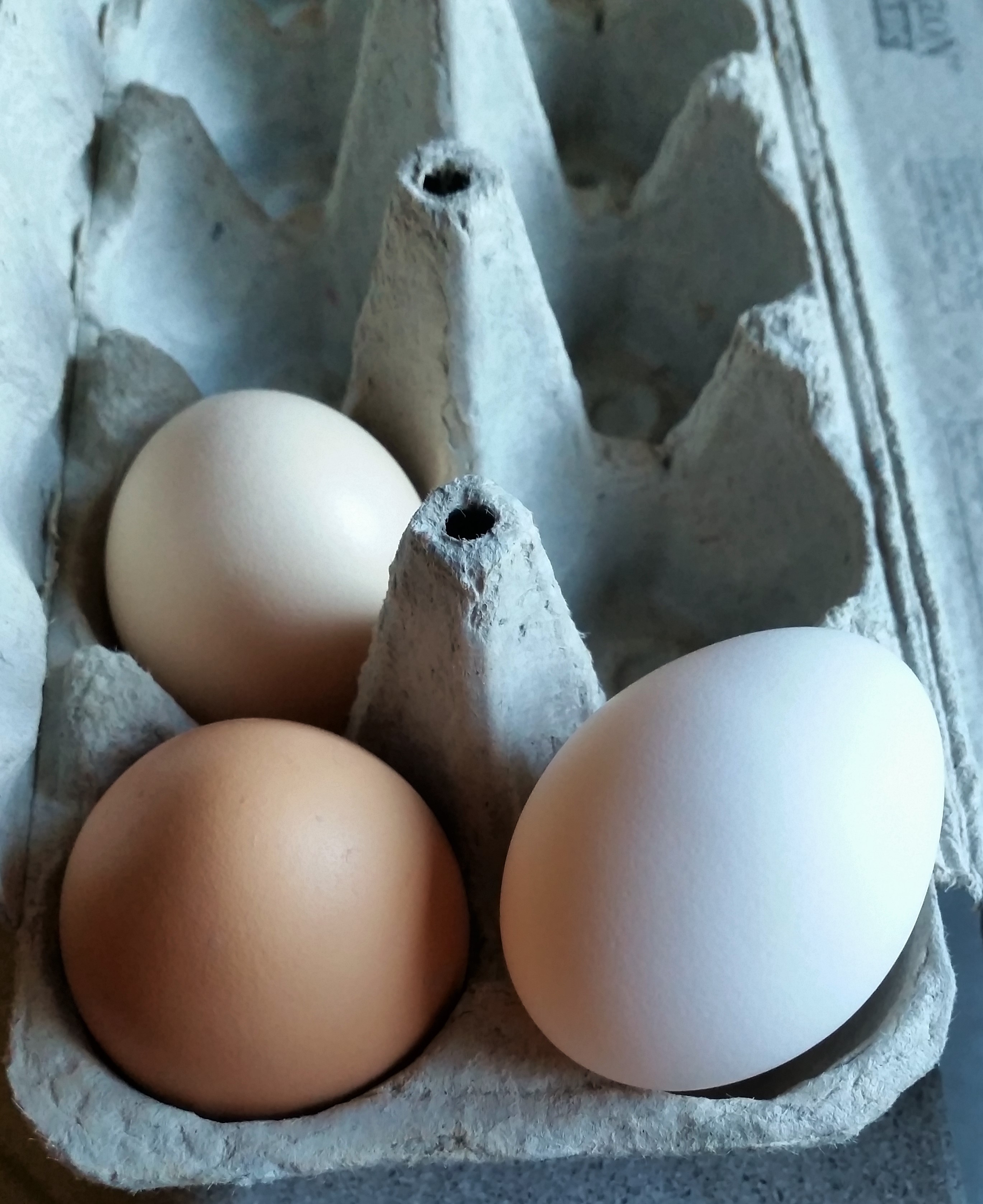 Silver Laced Polish (white egg on right) First Egg - 45.3g 12/14/15