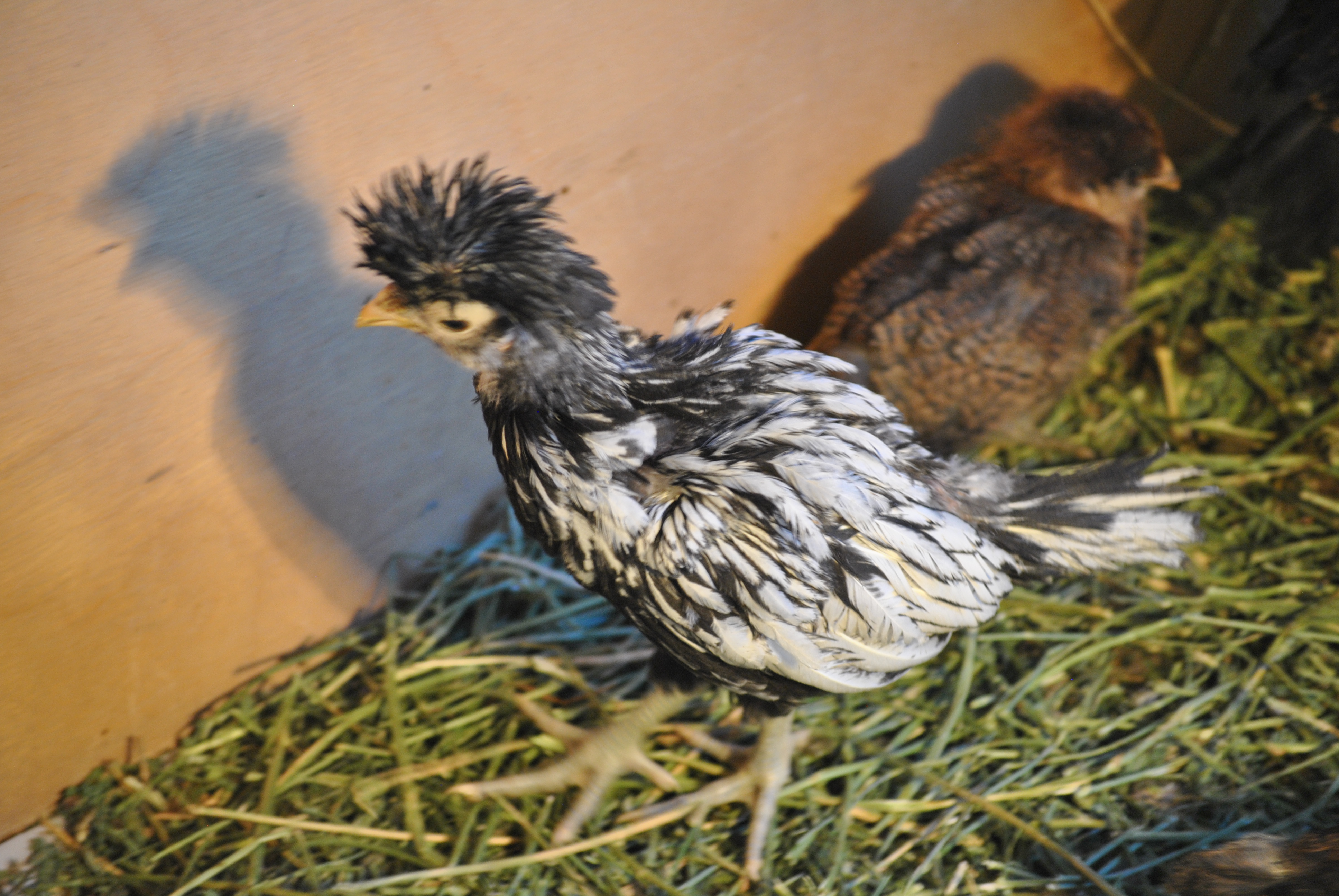 Silver Laced Polish