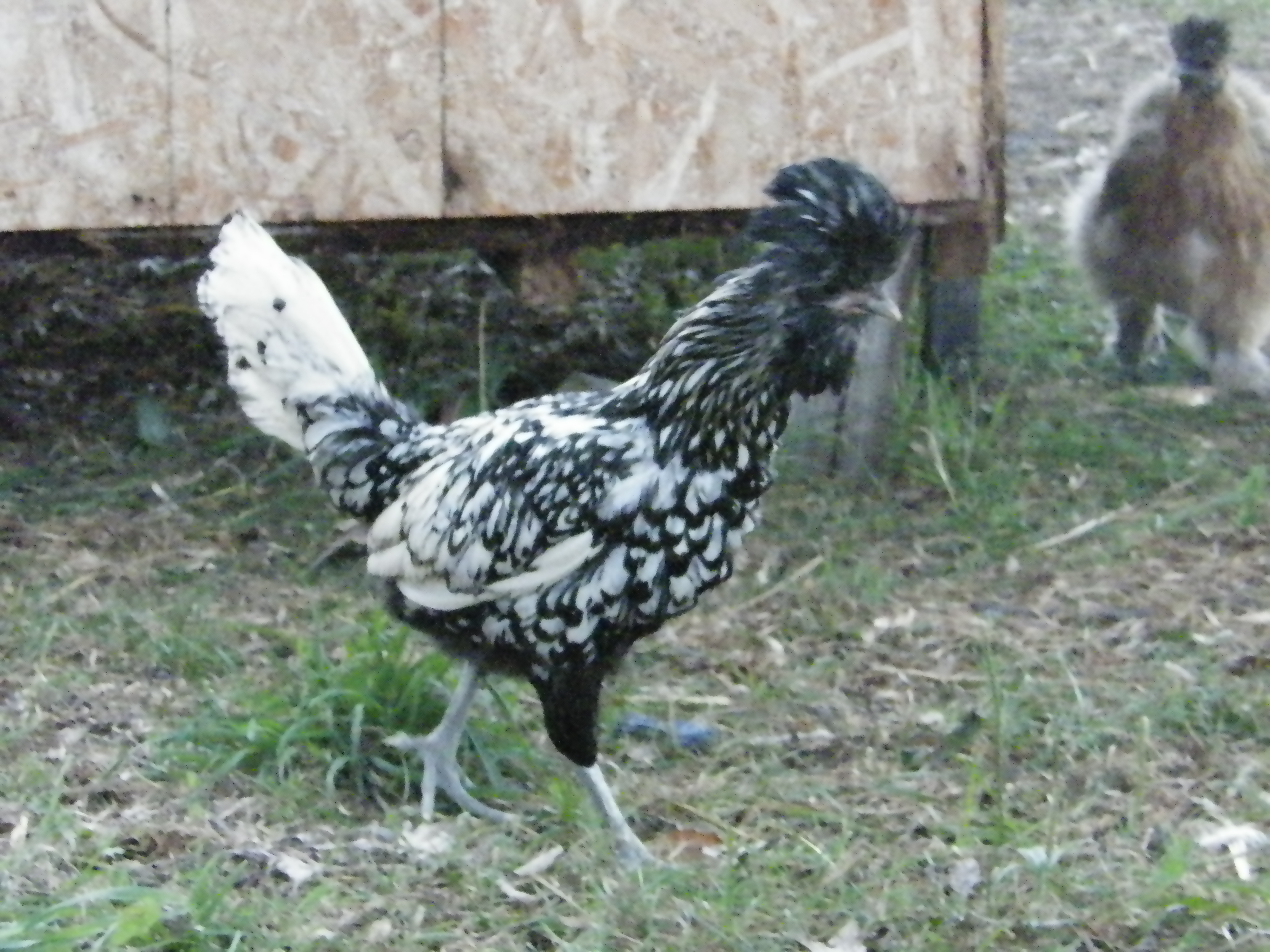 Silver laced Polish