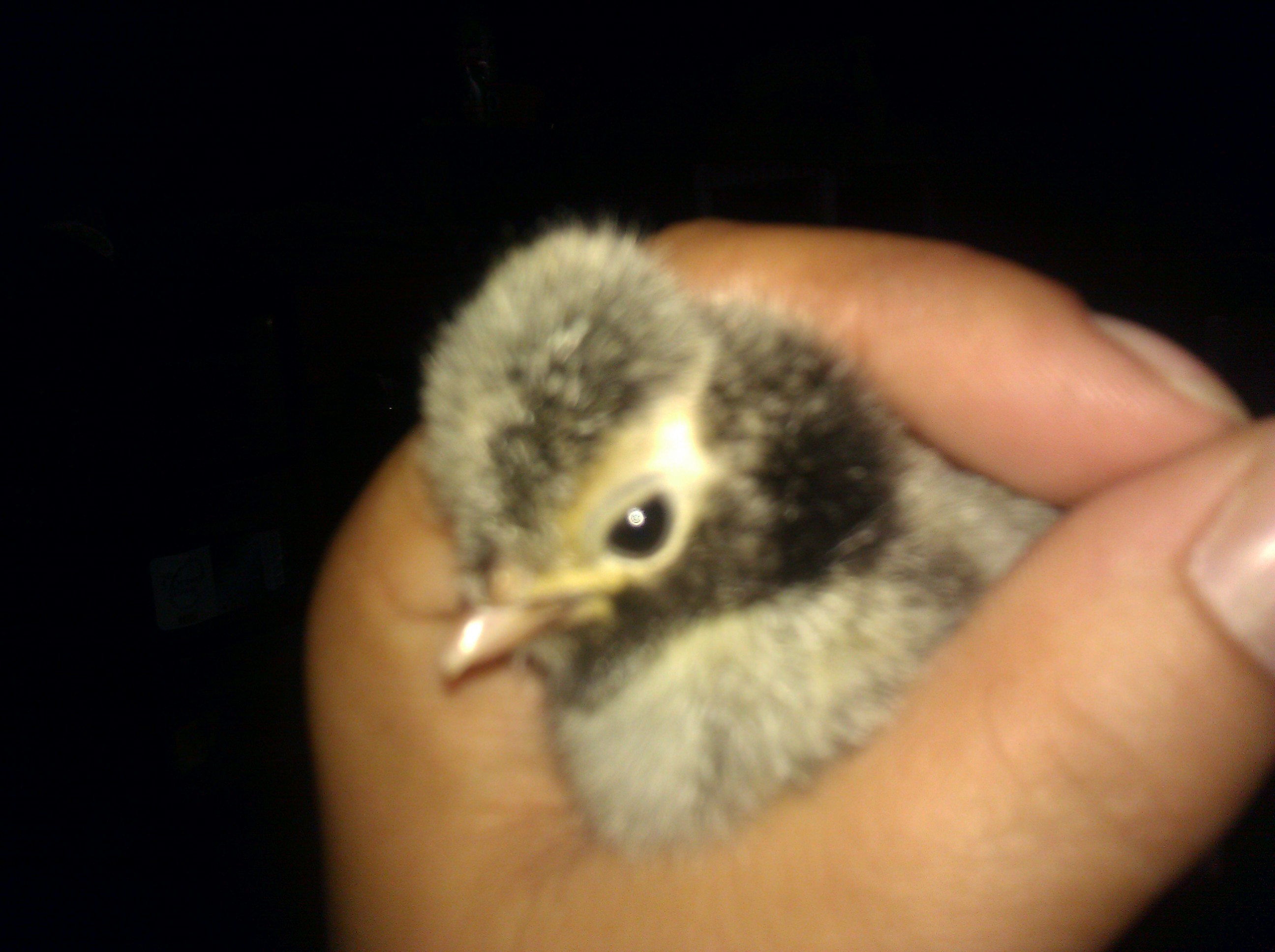 Silver Laced Polish