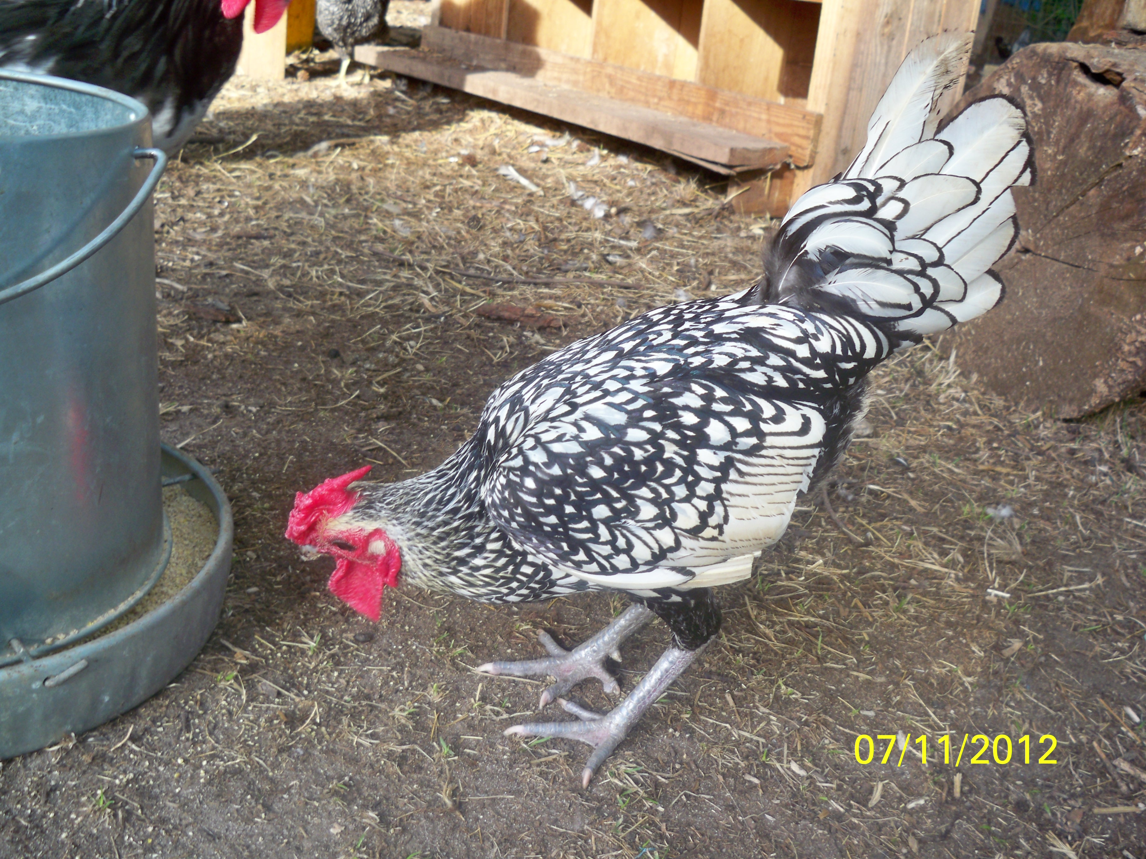 silver laced sebright rooster