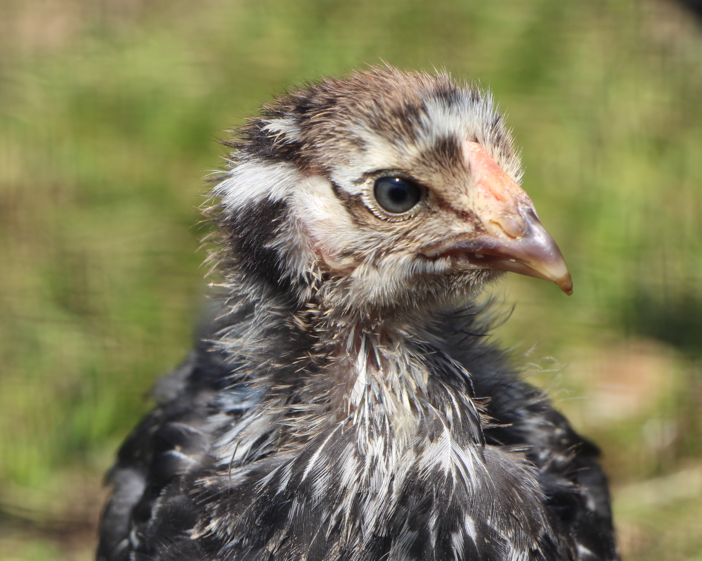 Silver Laced Wyanadotte