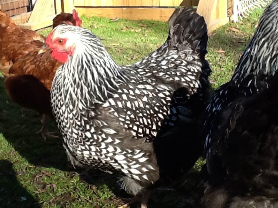 Silver Laced Wyandot hen