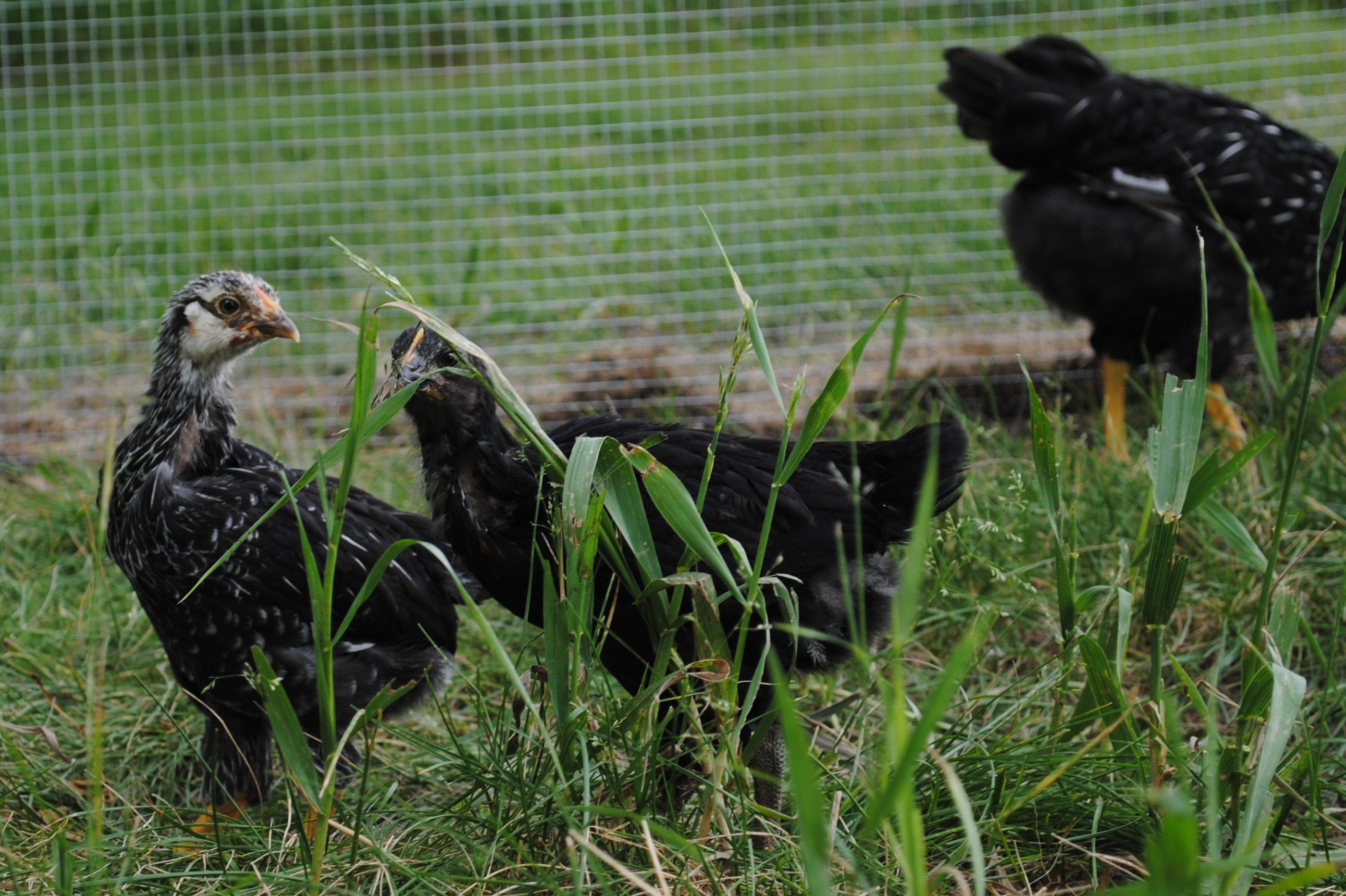 Silver Laced Wyandotee or Black Autralorp?