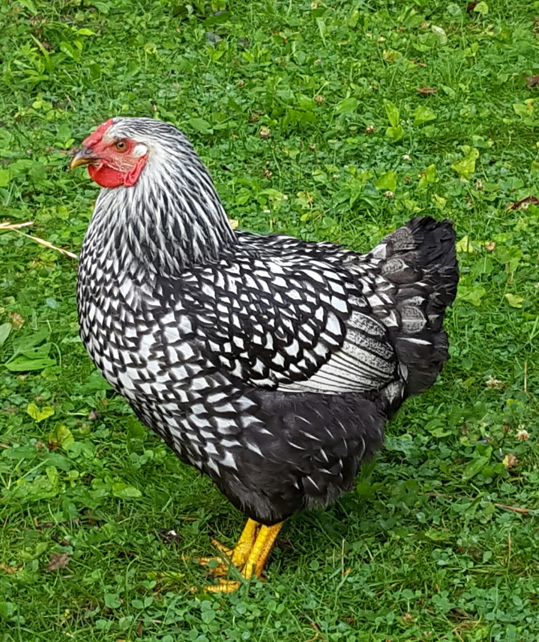 Silver Laced Wyandotte, 18 weeks old.  She has started to lay eggs