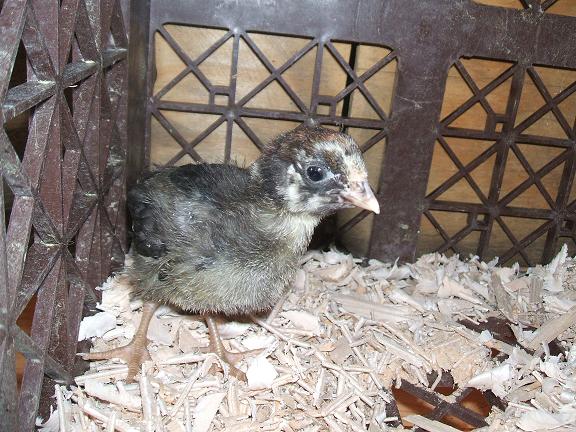 Silver Laced Wyandotte - 2 weeks