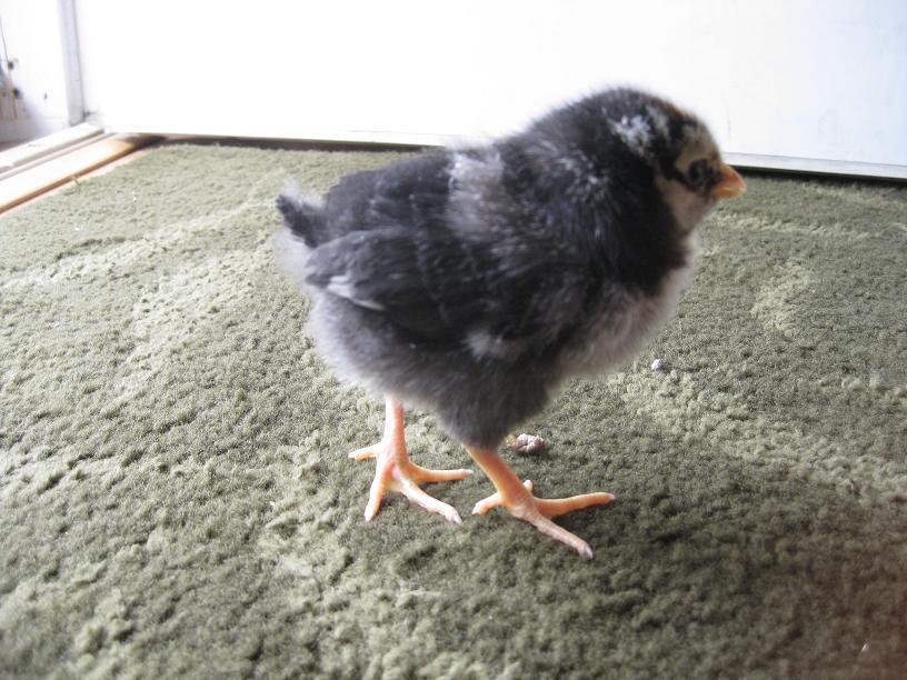 silver laced wyandotte chick