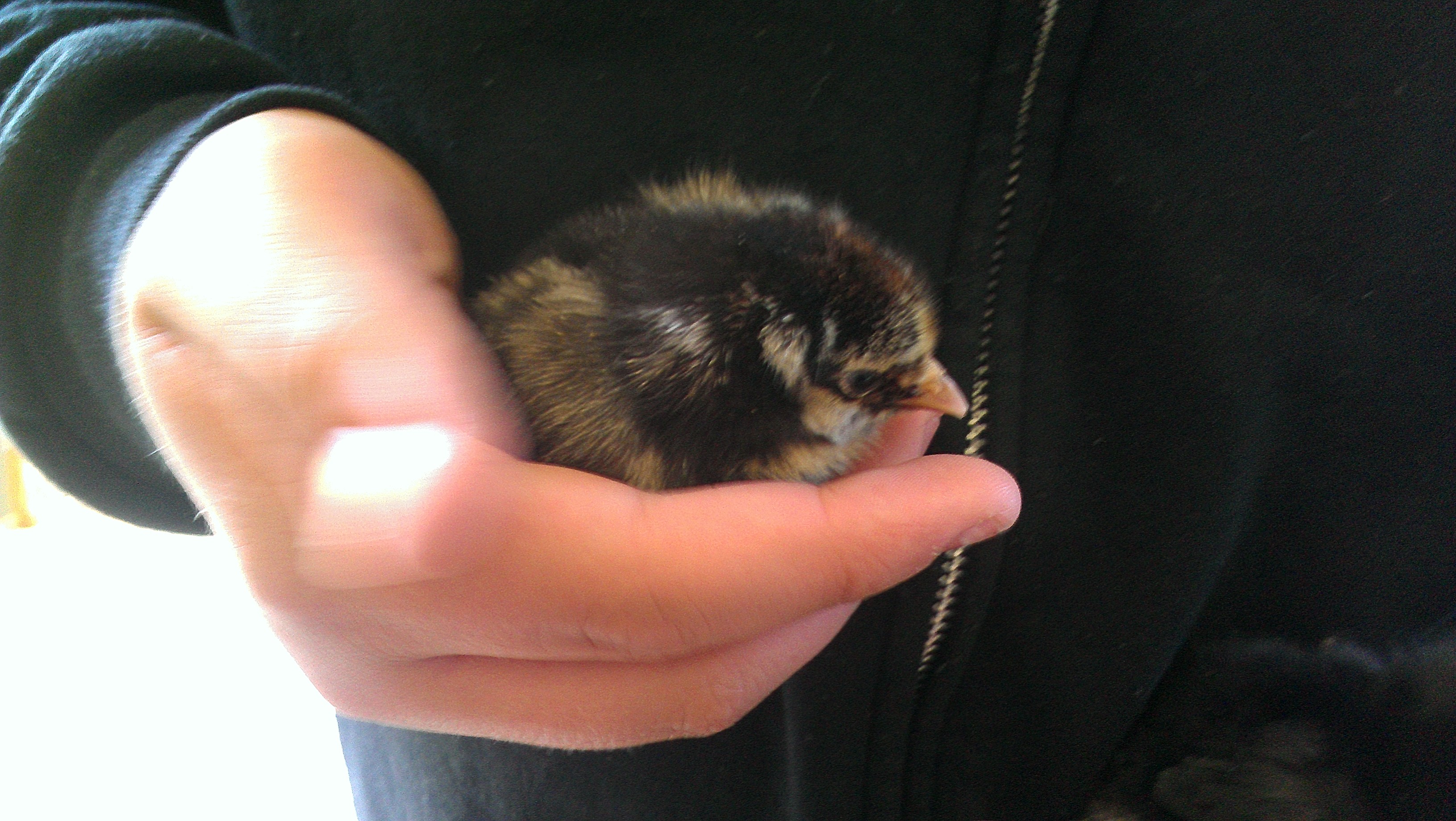 Silver Laced Wyandotte Chick